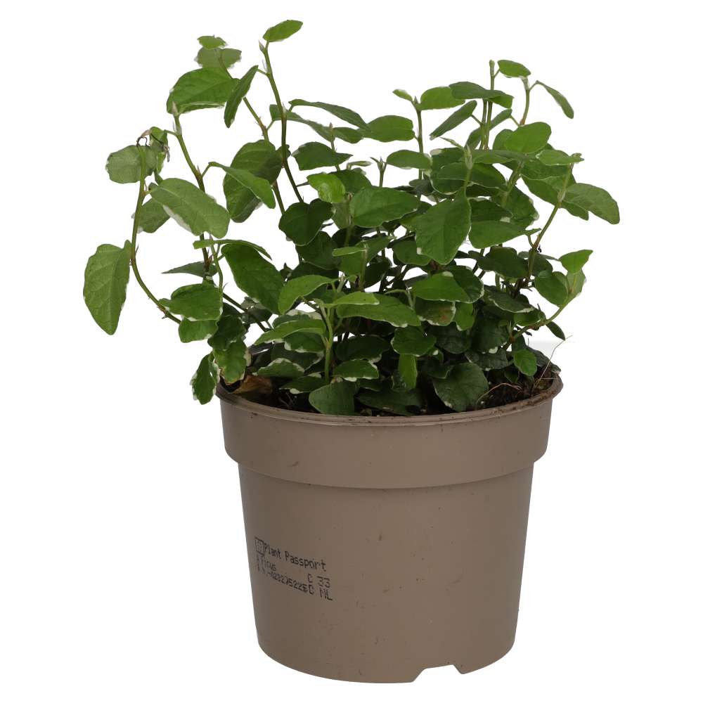 ProRep Live Plant: Creeping Fig "Variegated" Medium