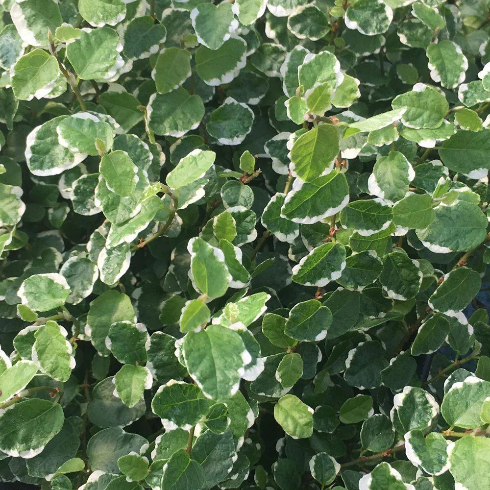 ProRep Live Plant Creeping Fig ‘Variegated’ Small