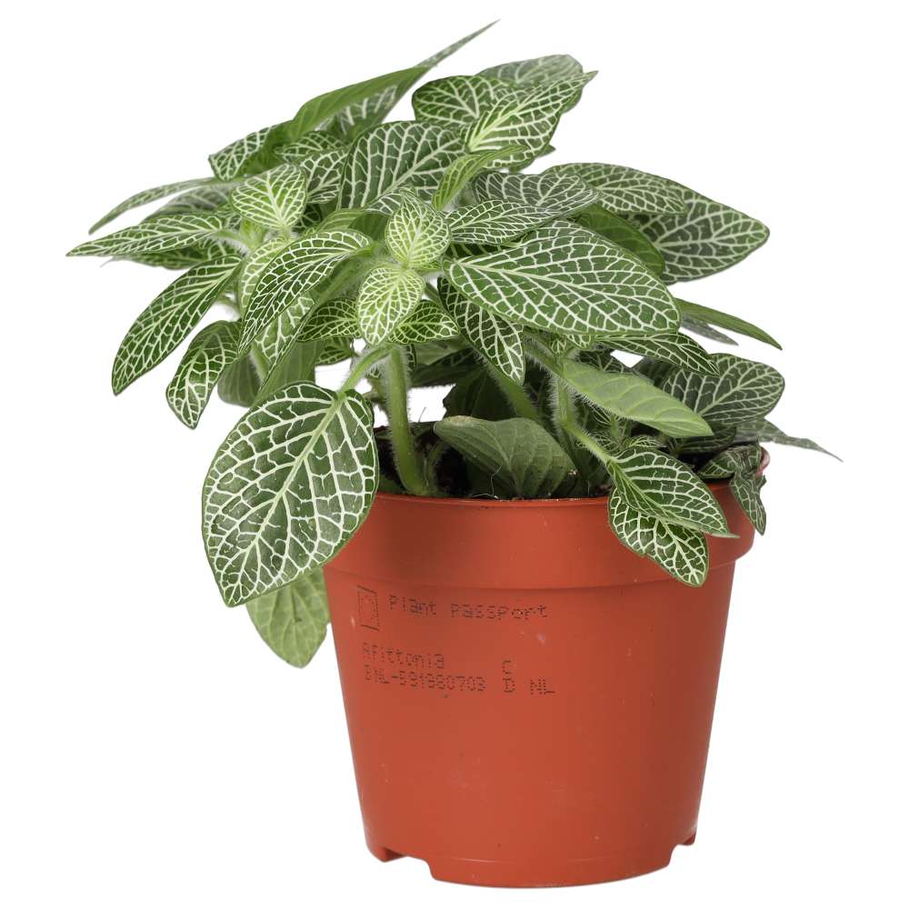 ProRep Live plant. Fittonia mix (Medium)