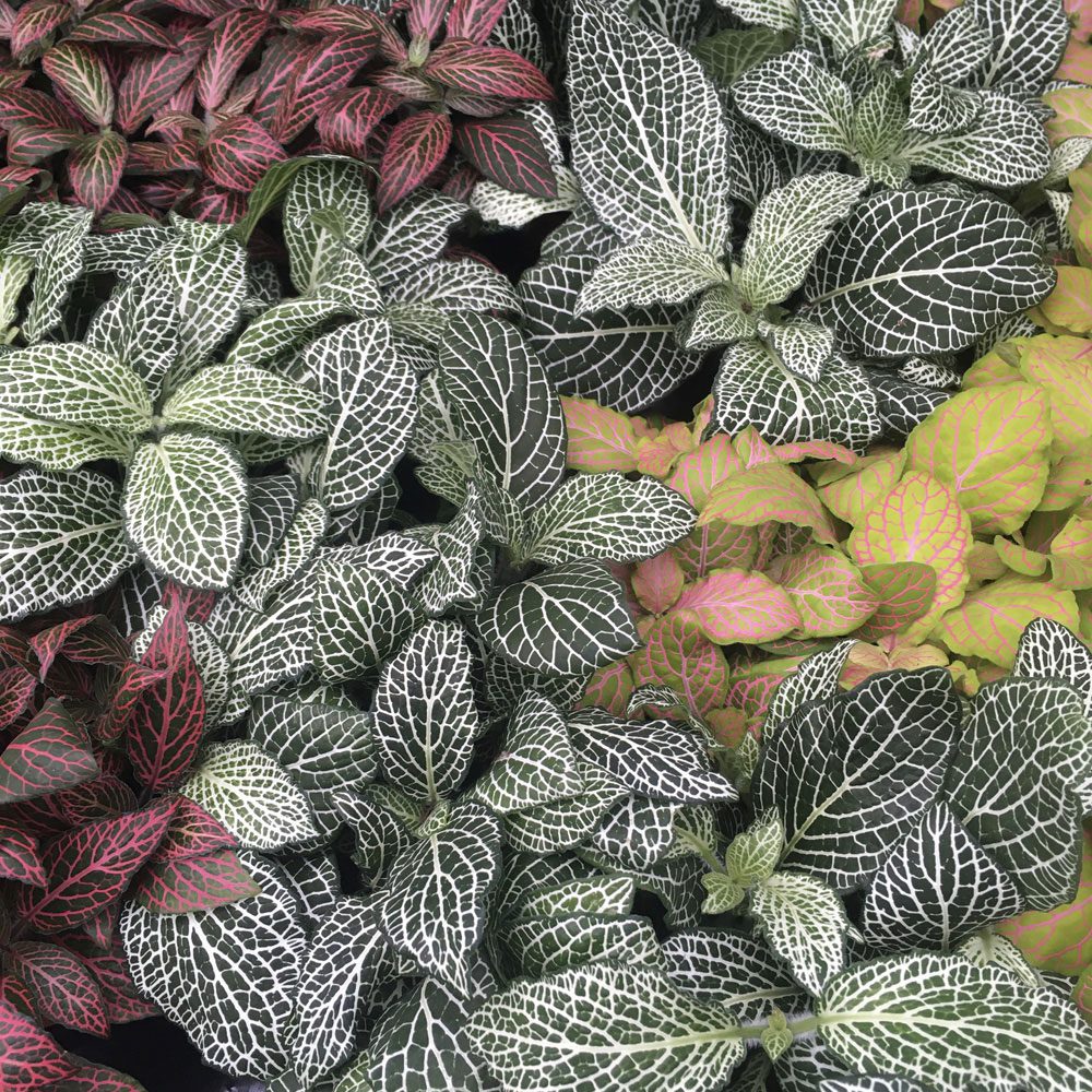 ProRep Live plant. Nerve Plant (Large)