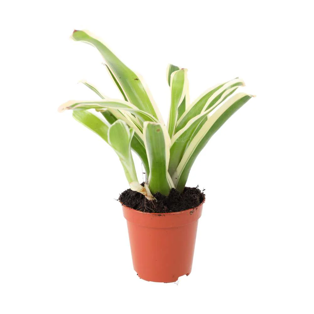 ProRep Live plant. Nidularium 'fireball' (Small)