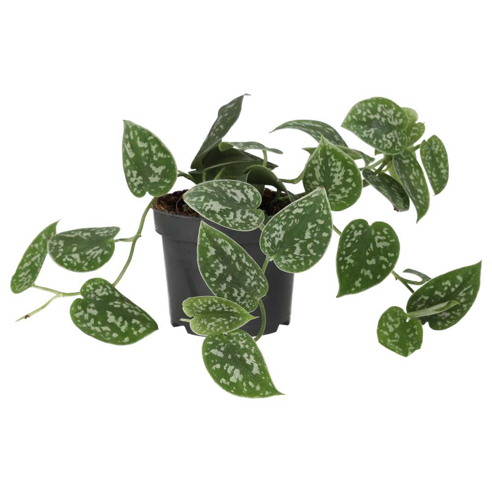 ProRep Live Plant Scindapsus Pictus Large