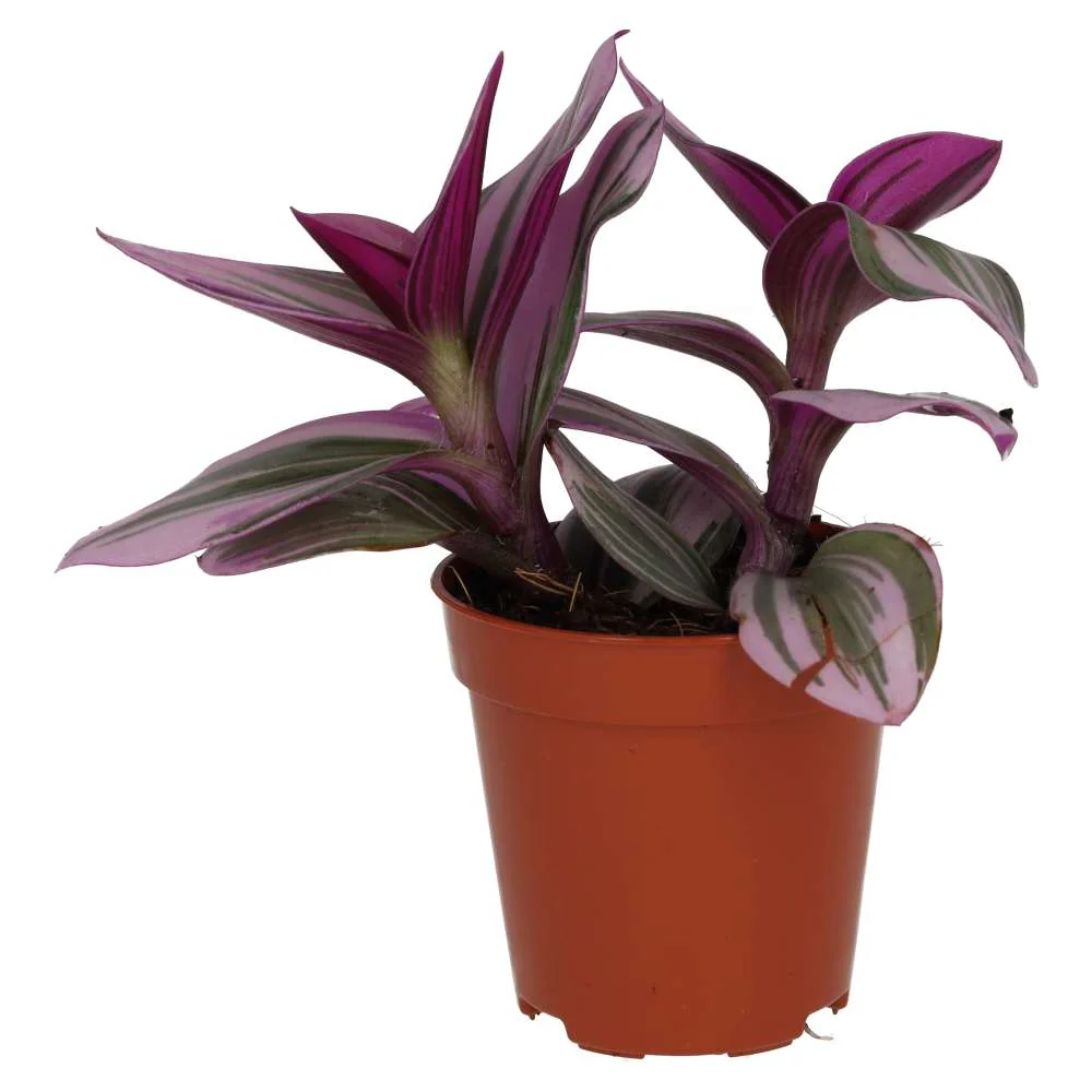 ProRep Live Plant Tradiscantia Small