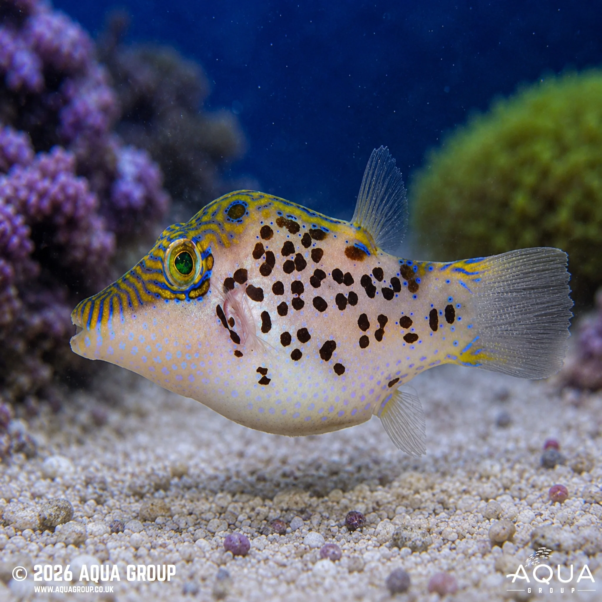 Leopard Puffer - Canthigaster leoparda