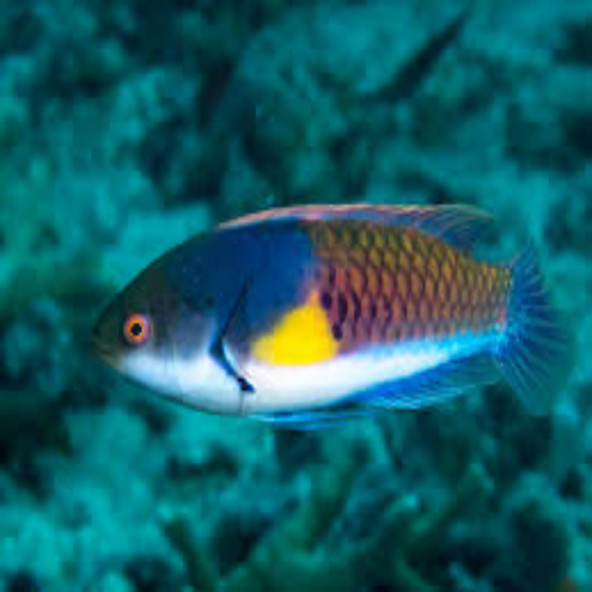 Purple Yellow Spot Dwarf Parrot Wrasse - [Cirrhilabrous Ryukyuensis]