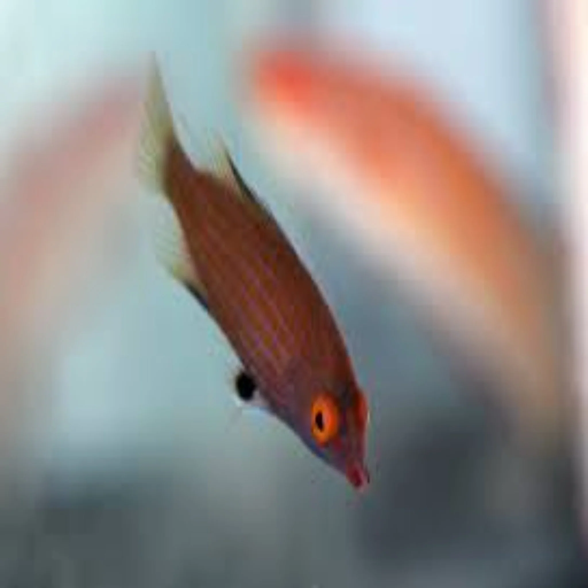 Pygmy Aetania Wrasse