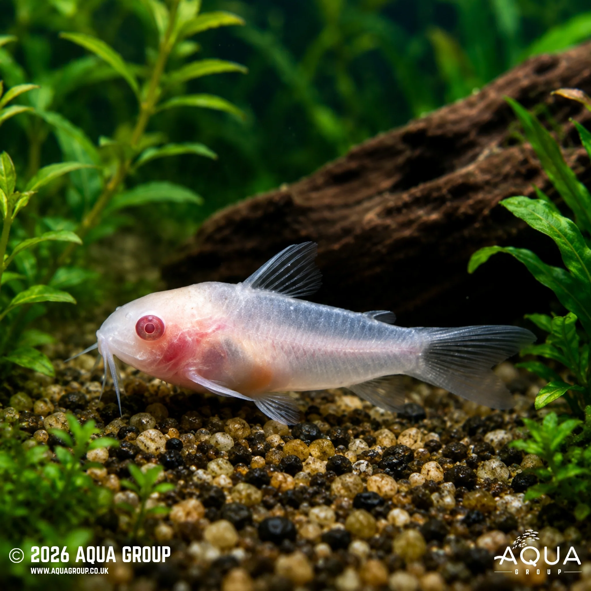 Pygmy Cory-Albino - Gastrodermus pygmaeus var