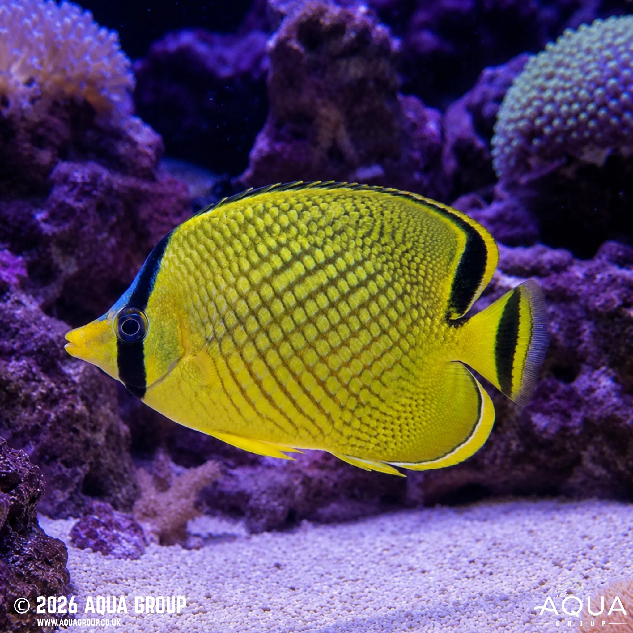 Latticed Butterfly - Chaetodon rafflesii