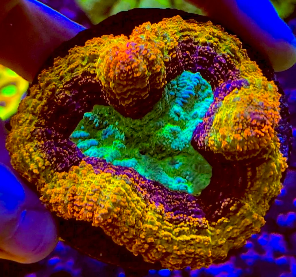 Rainbow Symphyllia