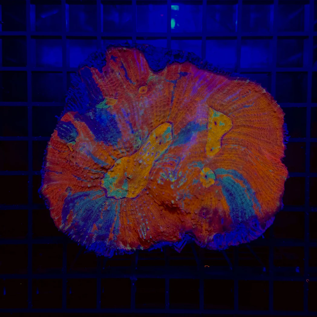 Rainbow Warpaint Astralamoussa Coral