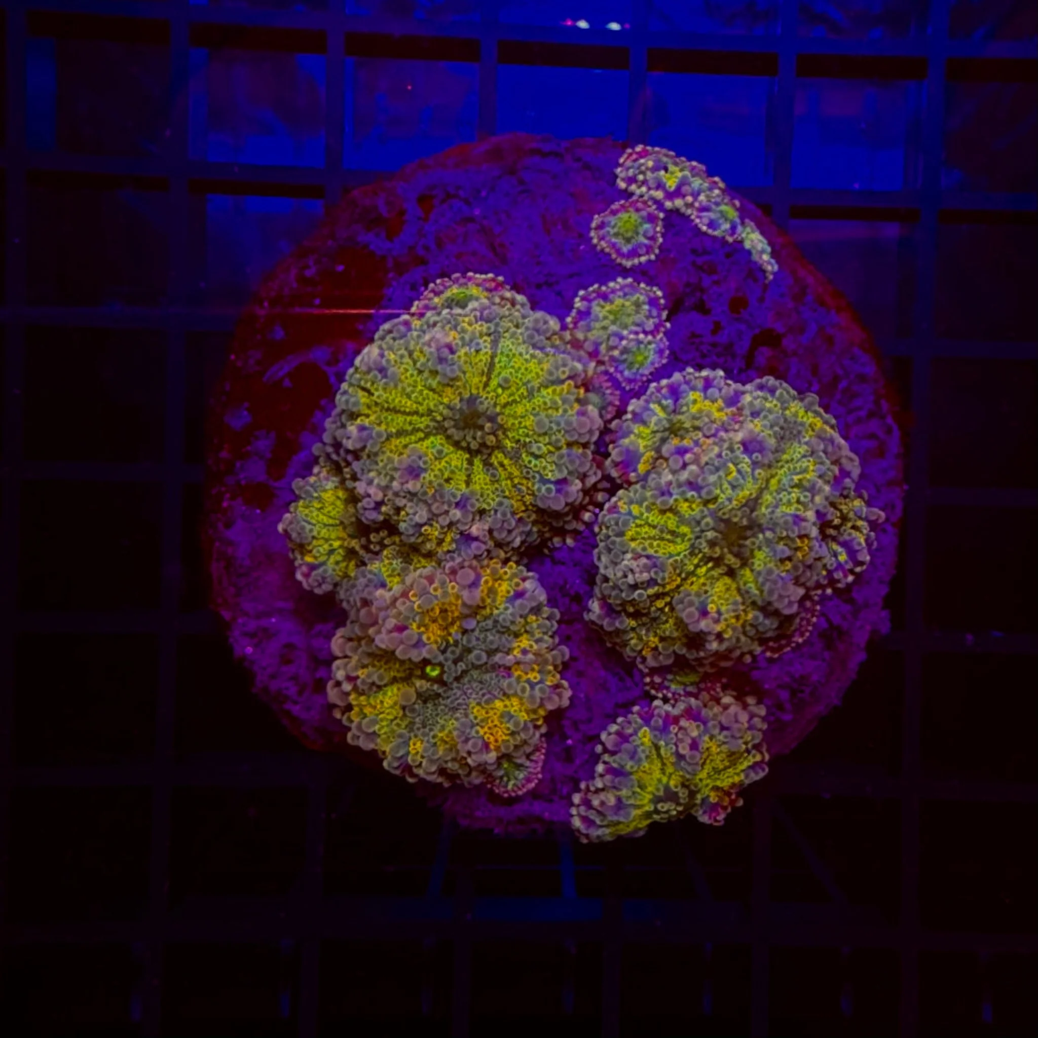 Rainbow Yuma Mushroom Colony