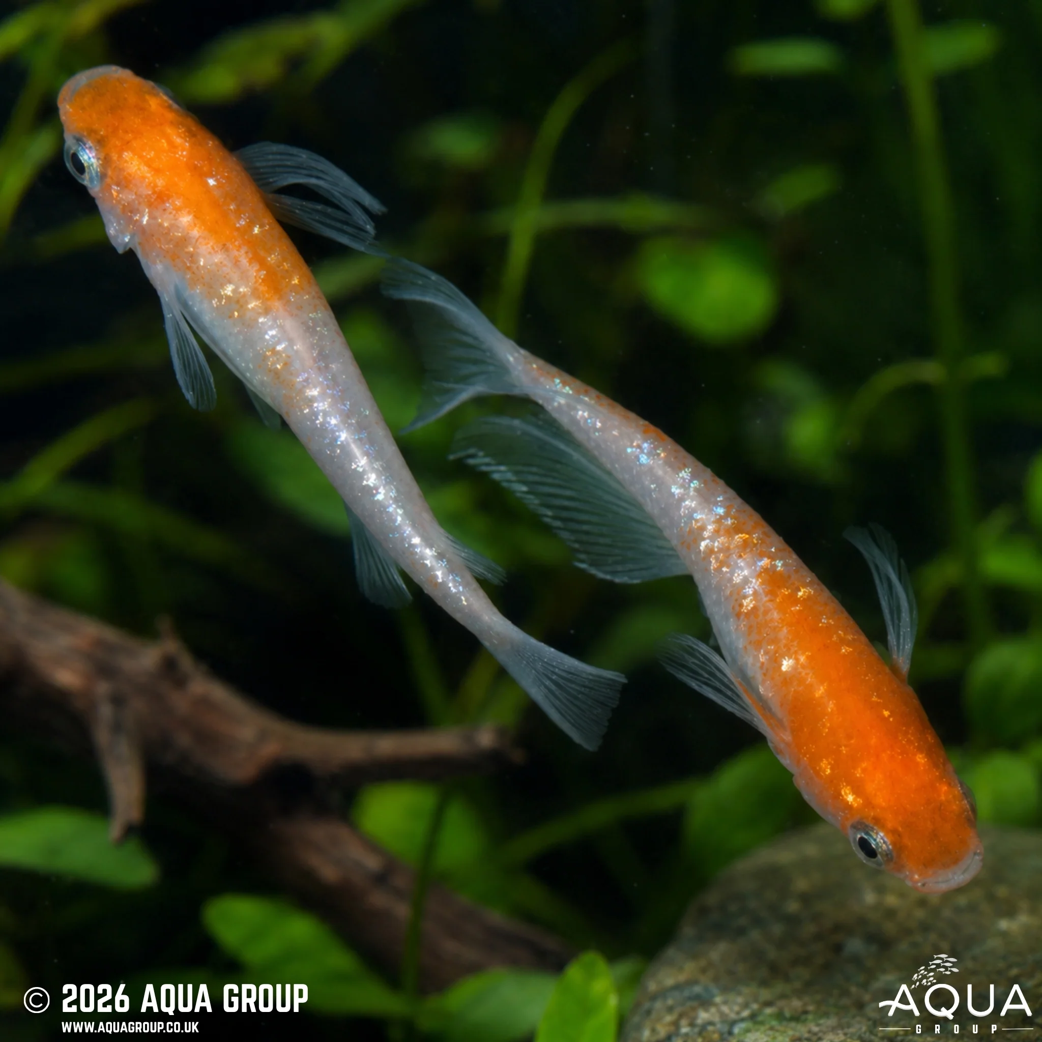 Red and White Lame Ricefish - Oryzias latipes