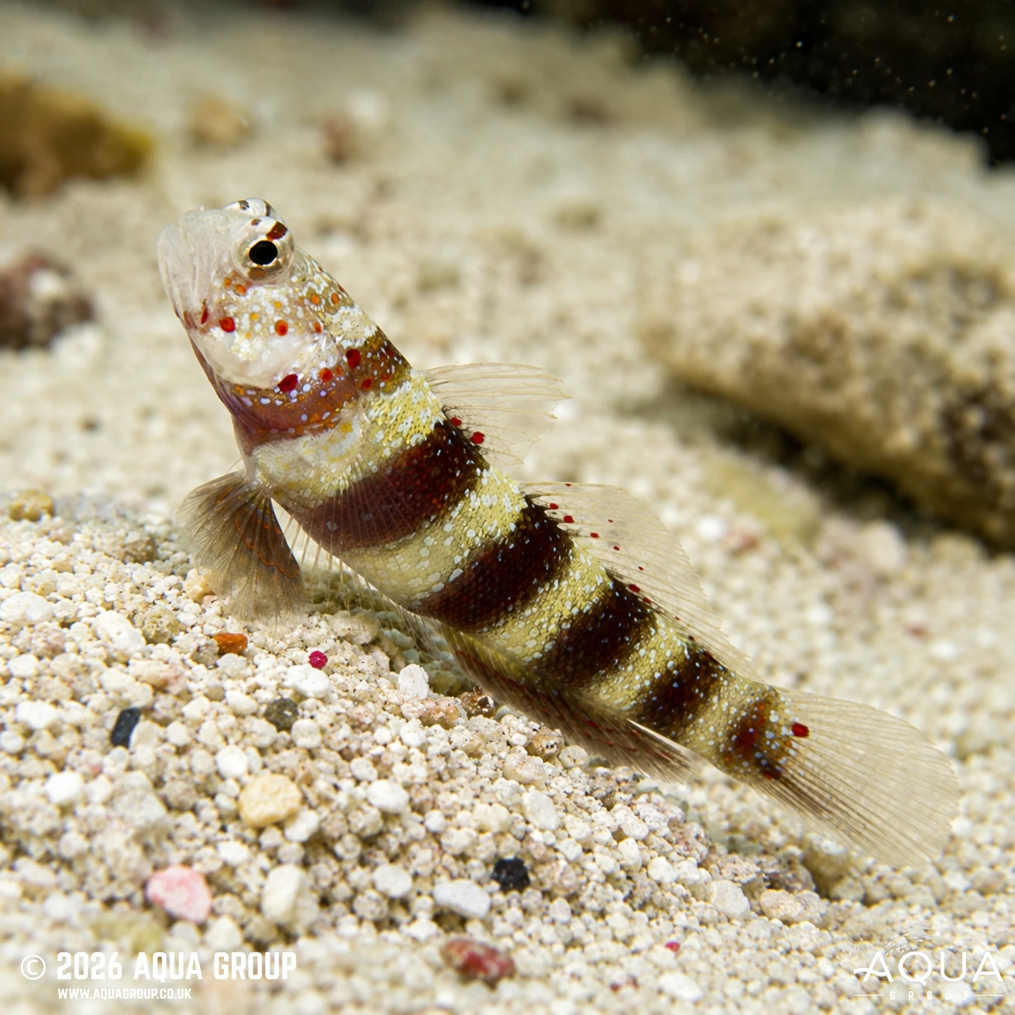 Red Banded Goby - Amblyeleotris wheeleri