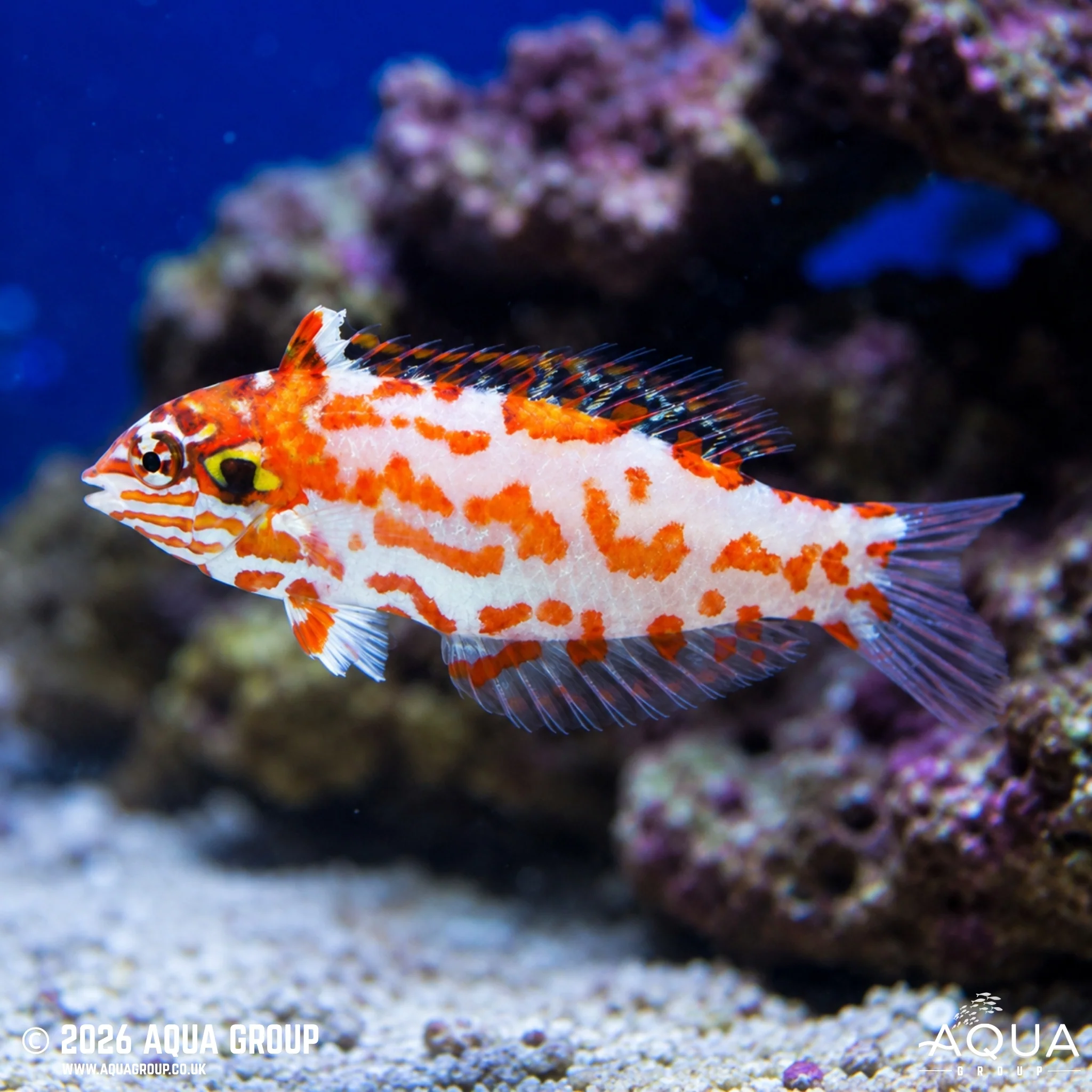 Choati Leopard Wrasse - Macropharyngodon choati