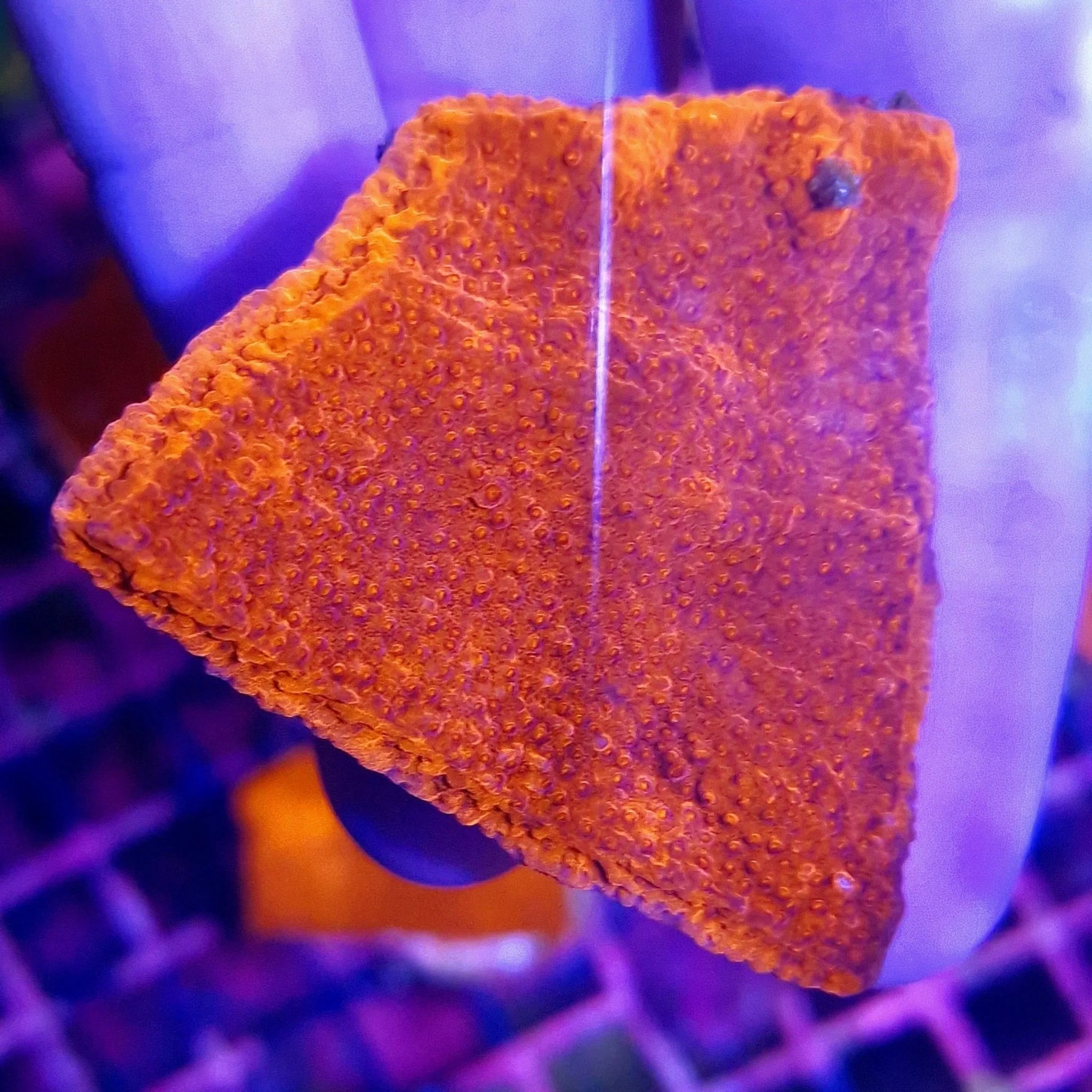 Red Montipora