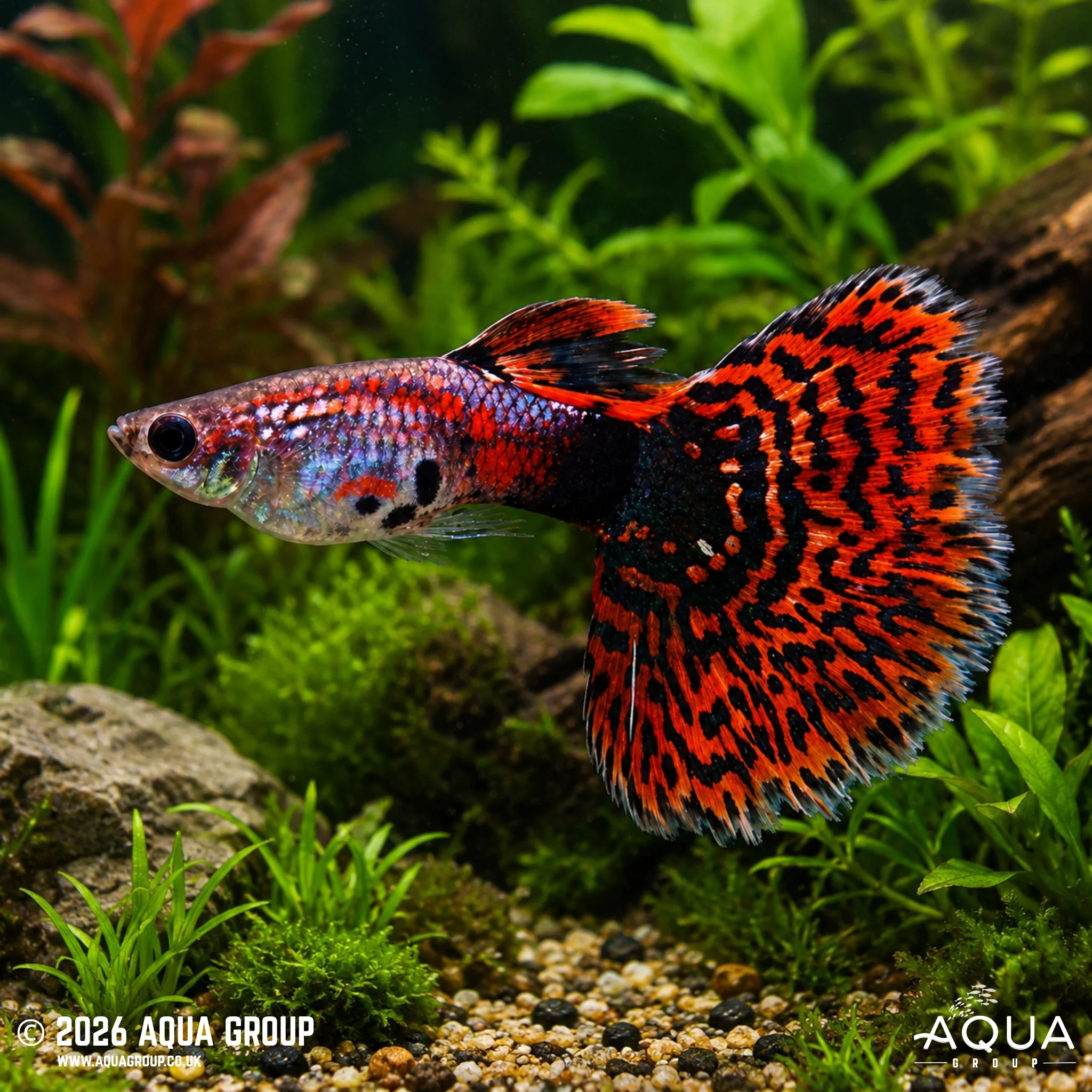 Red Mosaic Guppy - Poecilia reticulata