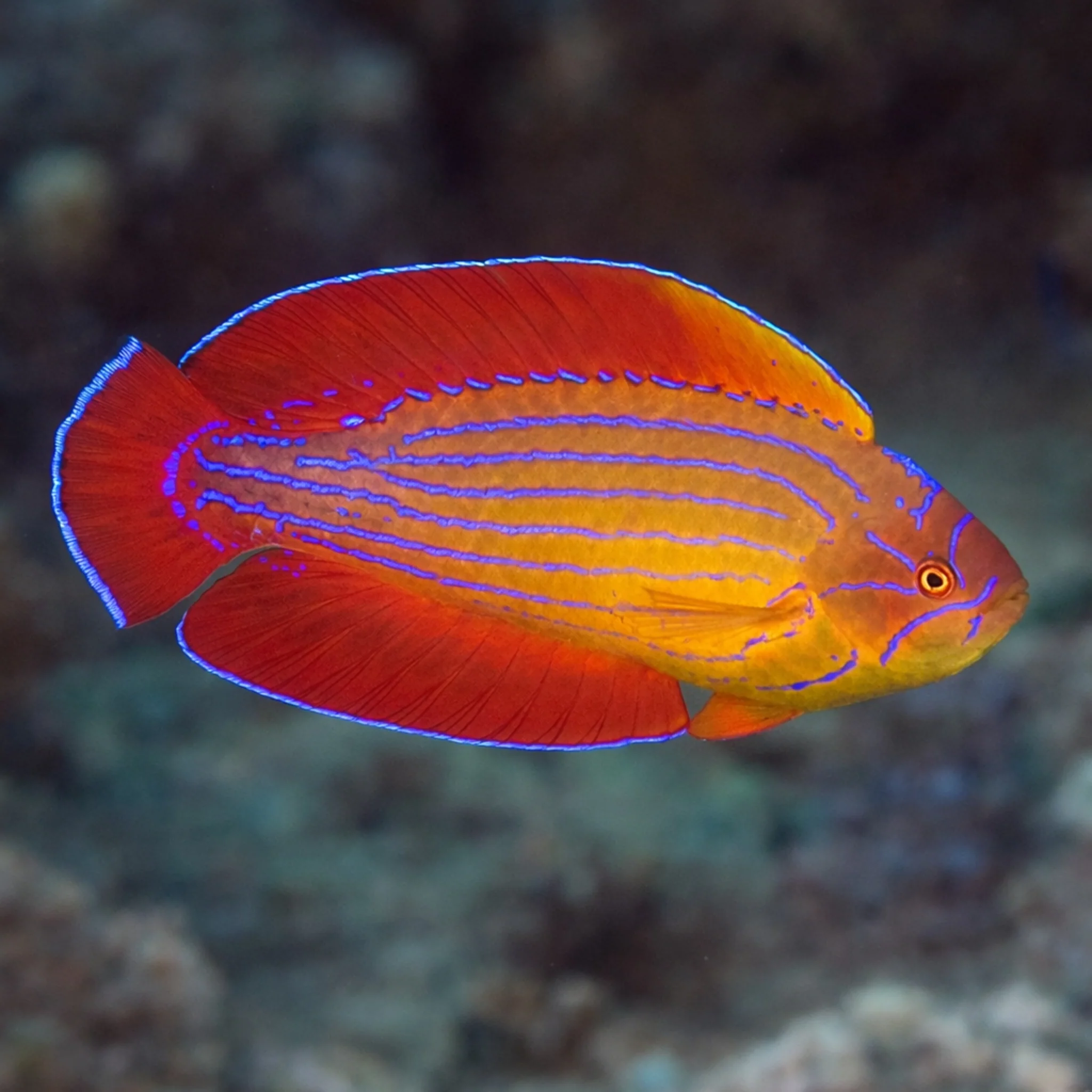 Red Sea Eightline Flasher Wrasse - Paracheilinus octotaenia