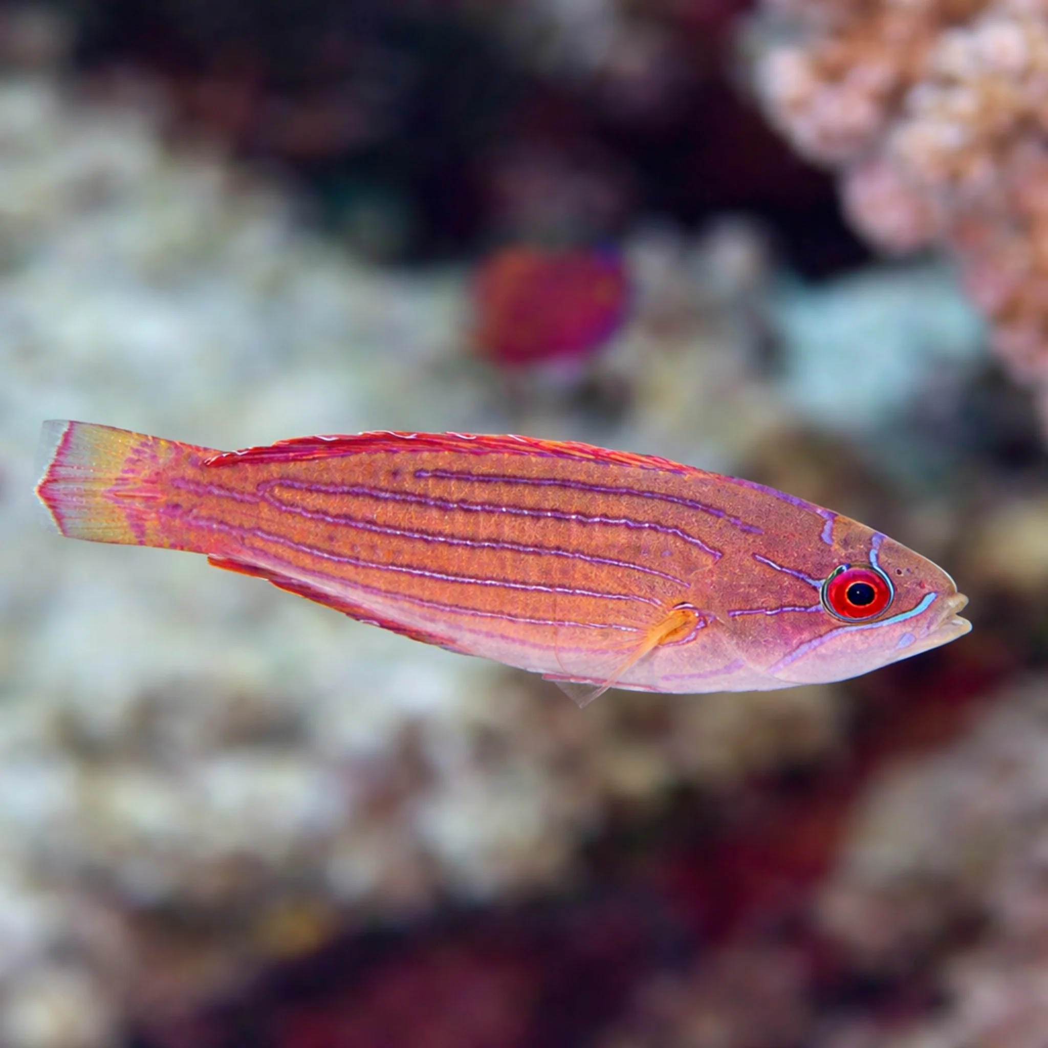 Red Sea Eightline Flasher Wrasse - Paracheilinus octotaenia - Image 2