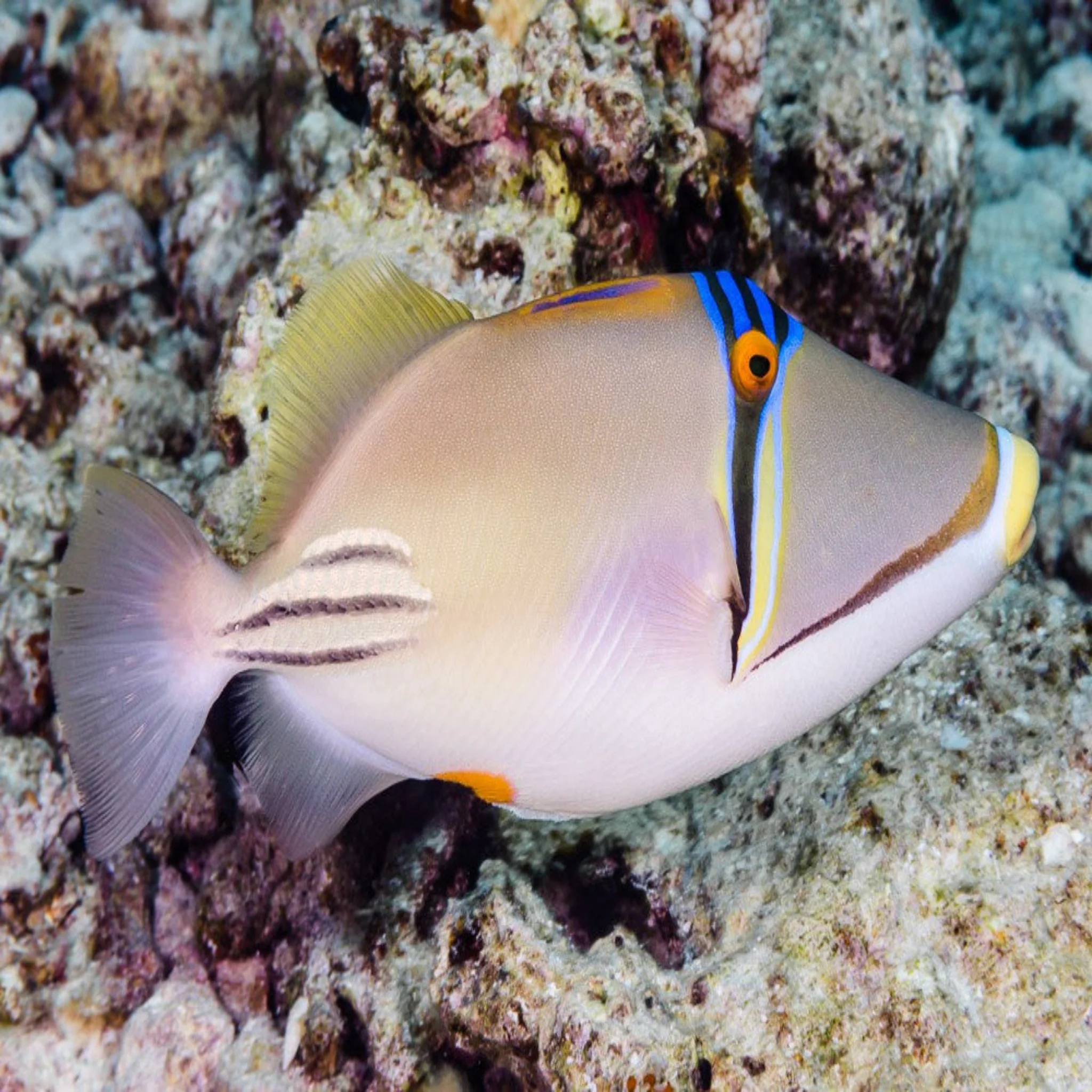 Red Sea Trigger - Assasi