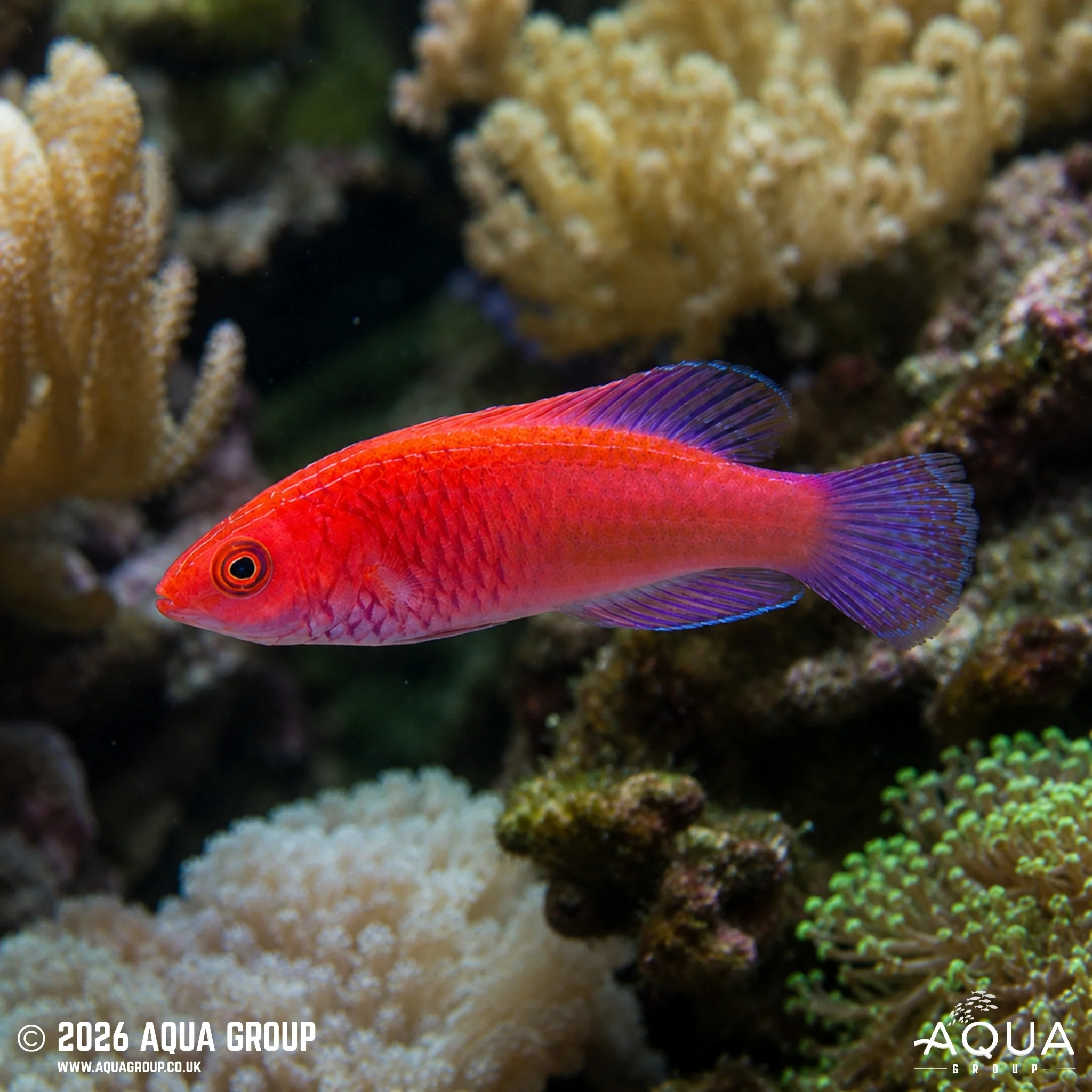 Red Velvet Wrasse - Cirrhilabrus rubrisquamis