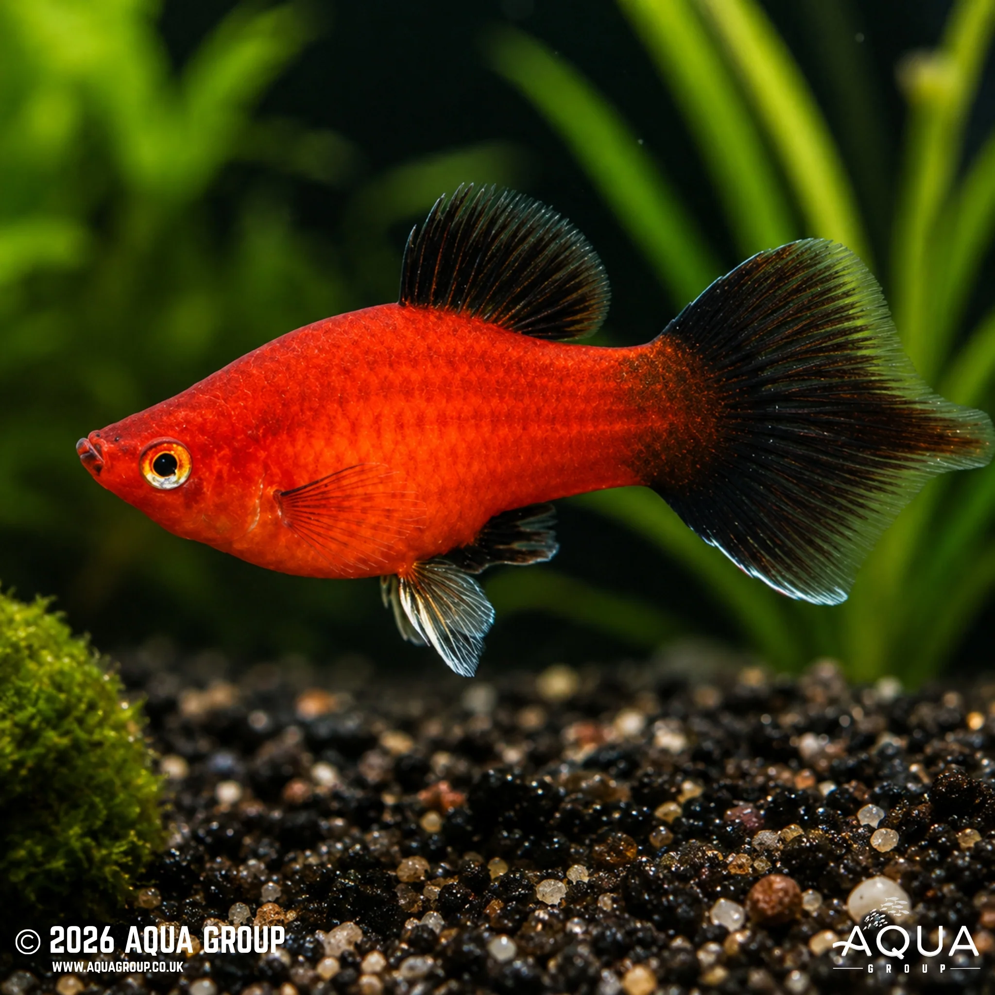 Red Wag Hi-Fin Platy - Xiphophorus maculatus