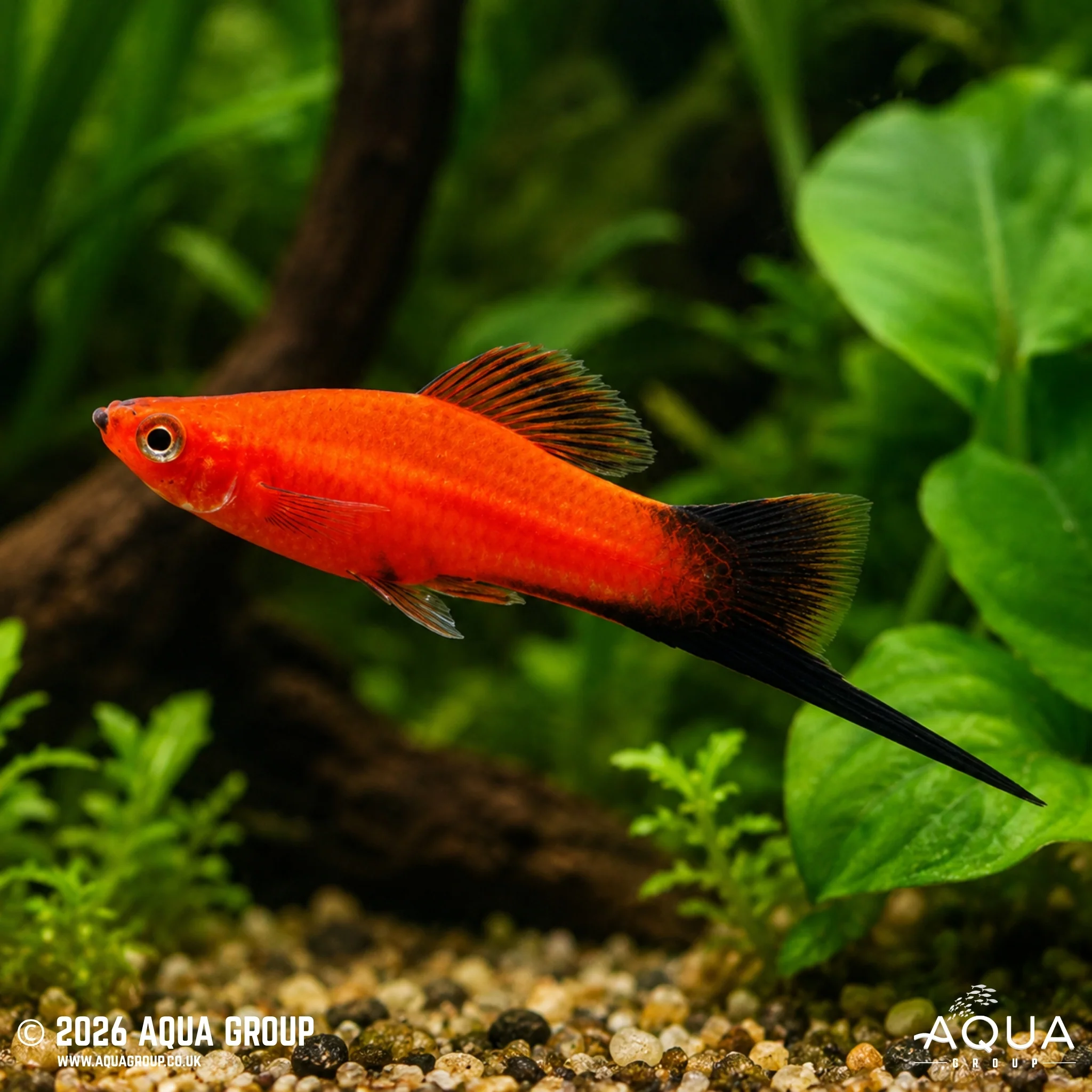 Red Wag Swordtail - Xiphophorus helleri