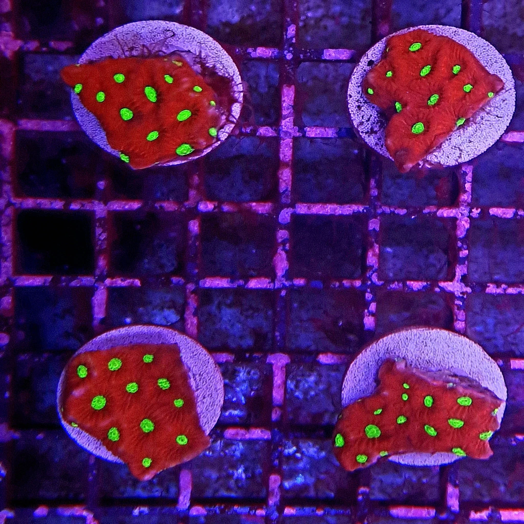 Red War Coral