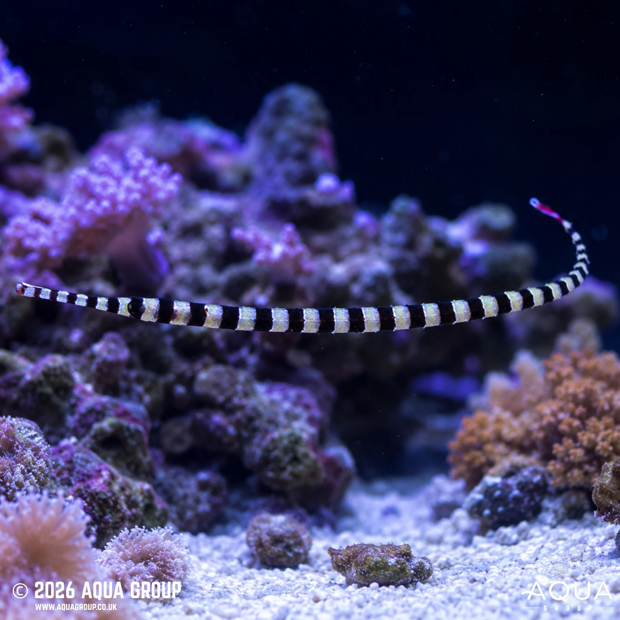 Banded Pipefish - Dunckerocampus dactyliophorus