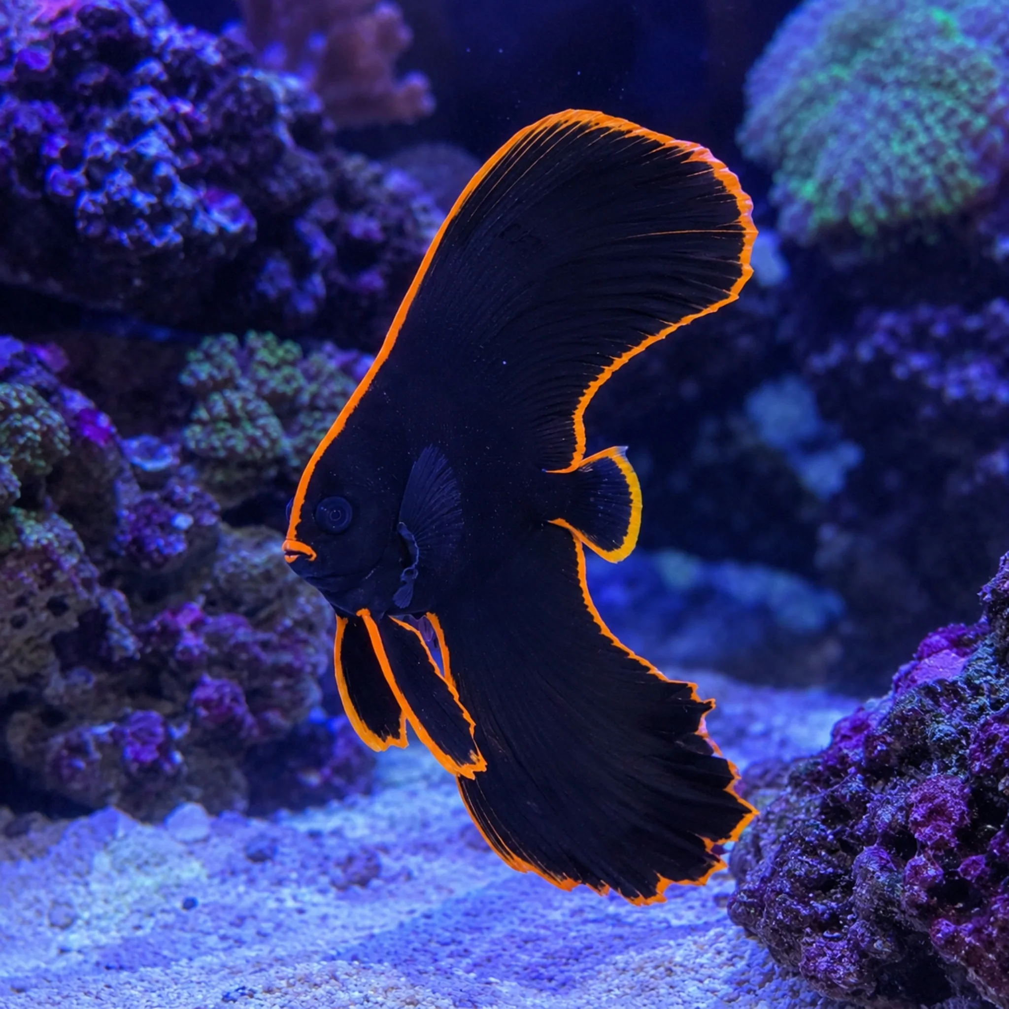 Redface Batfish - Platax pinnatus