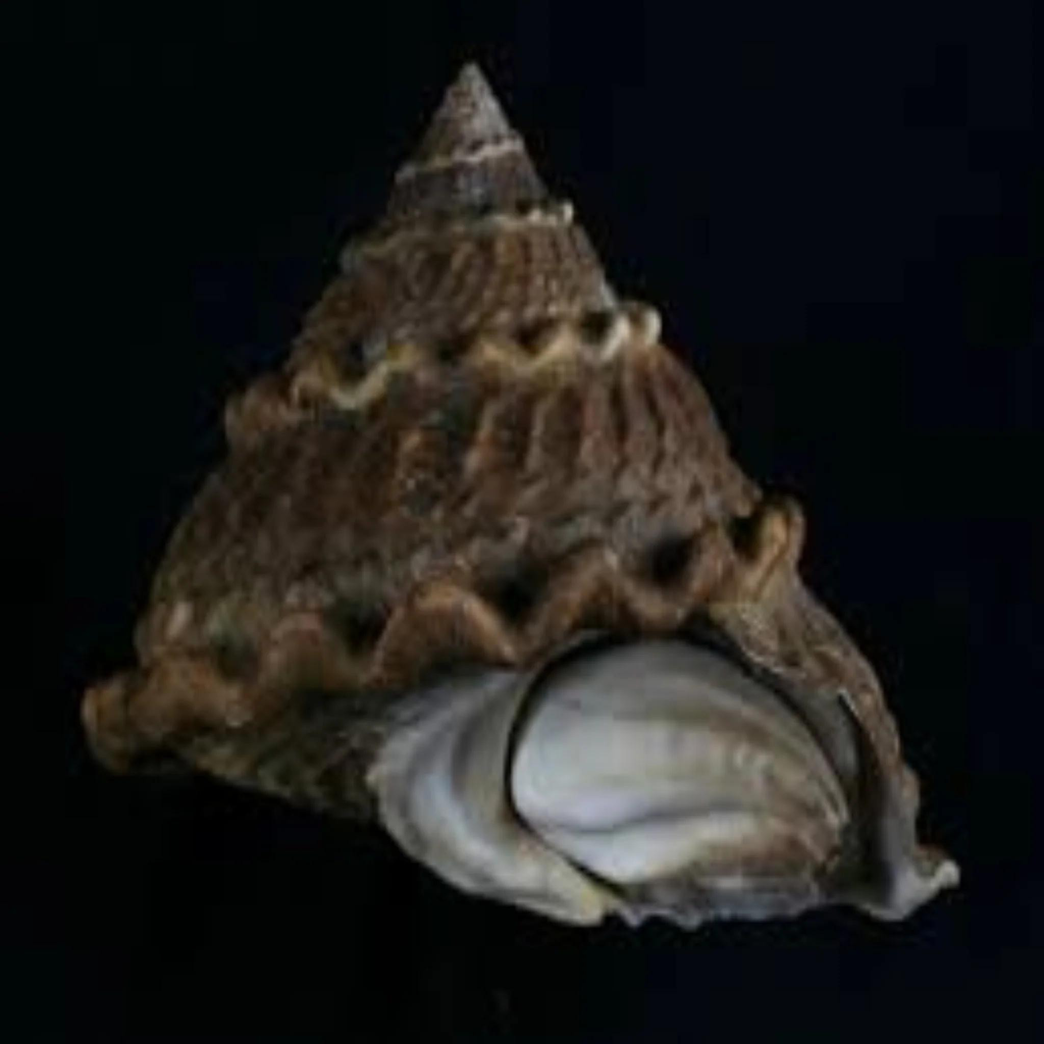 Roman Snail