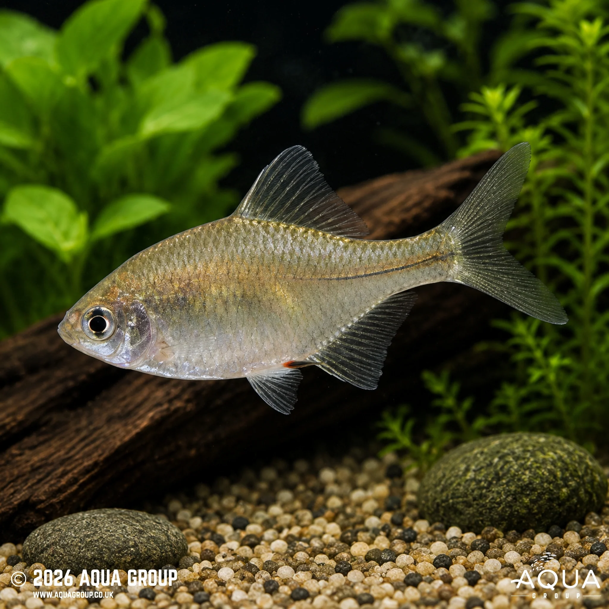 Rosy Bitterling - Rhodeus ocellatus - Image 2