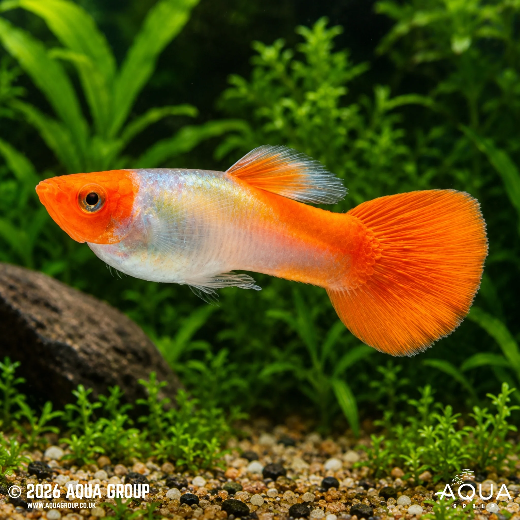 Rummy Nose Guppy - Poecilia reticulata