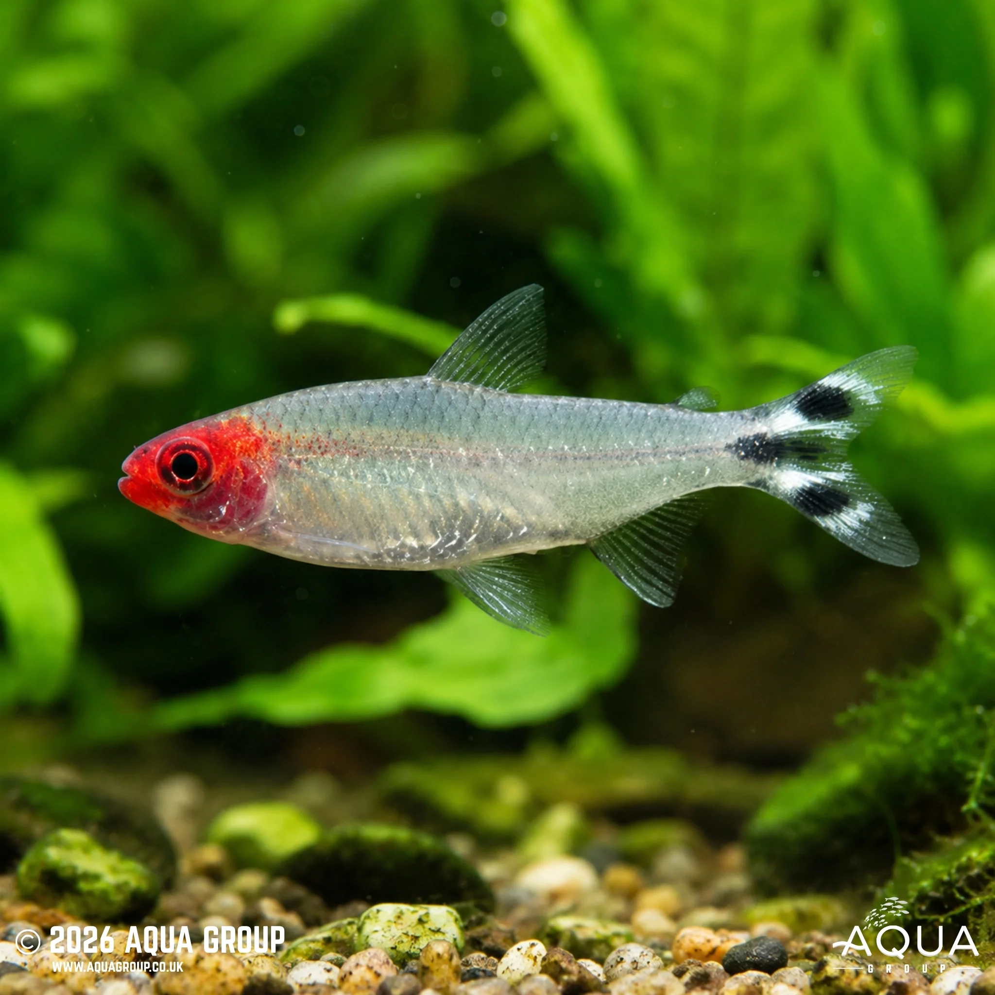 Rummynose Tetra - Petitella bleheri