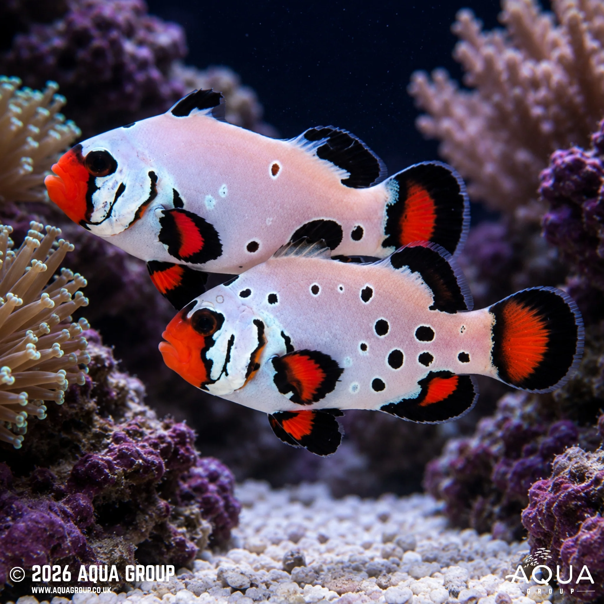 Frostbite Clownfish - Amphiprion ocellaris