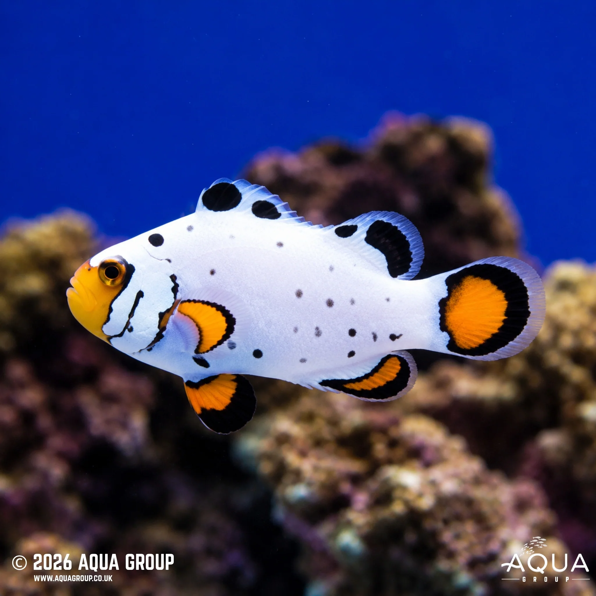 Frostbite Clownfish - Amphiprion ocellaris - Image 2