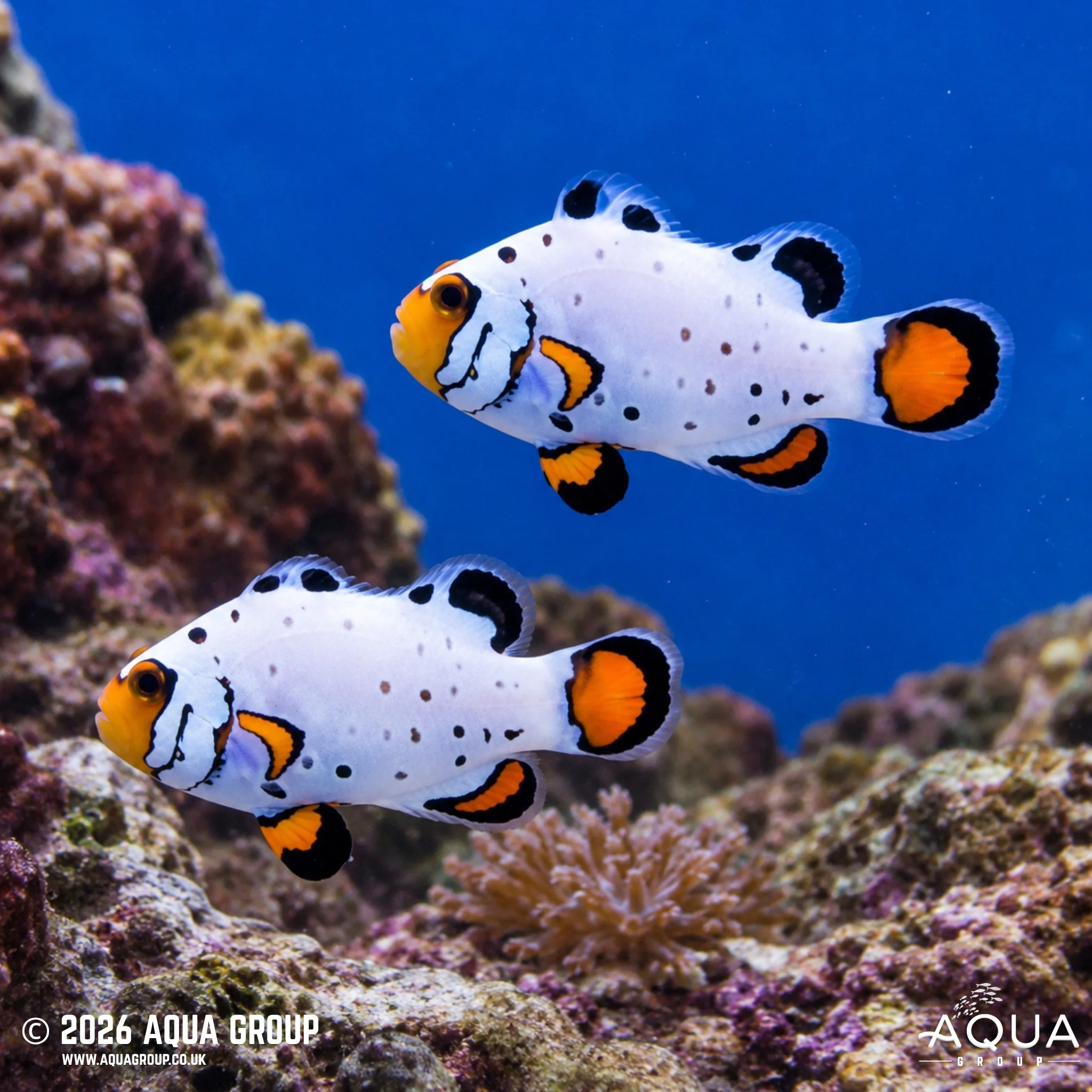 Frostbite Clownfish - Amphiprion ocellaris - Image 3