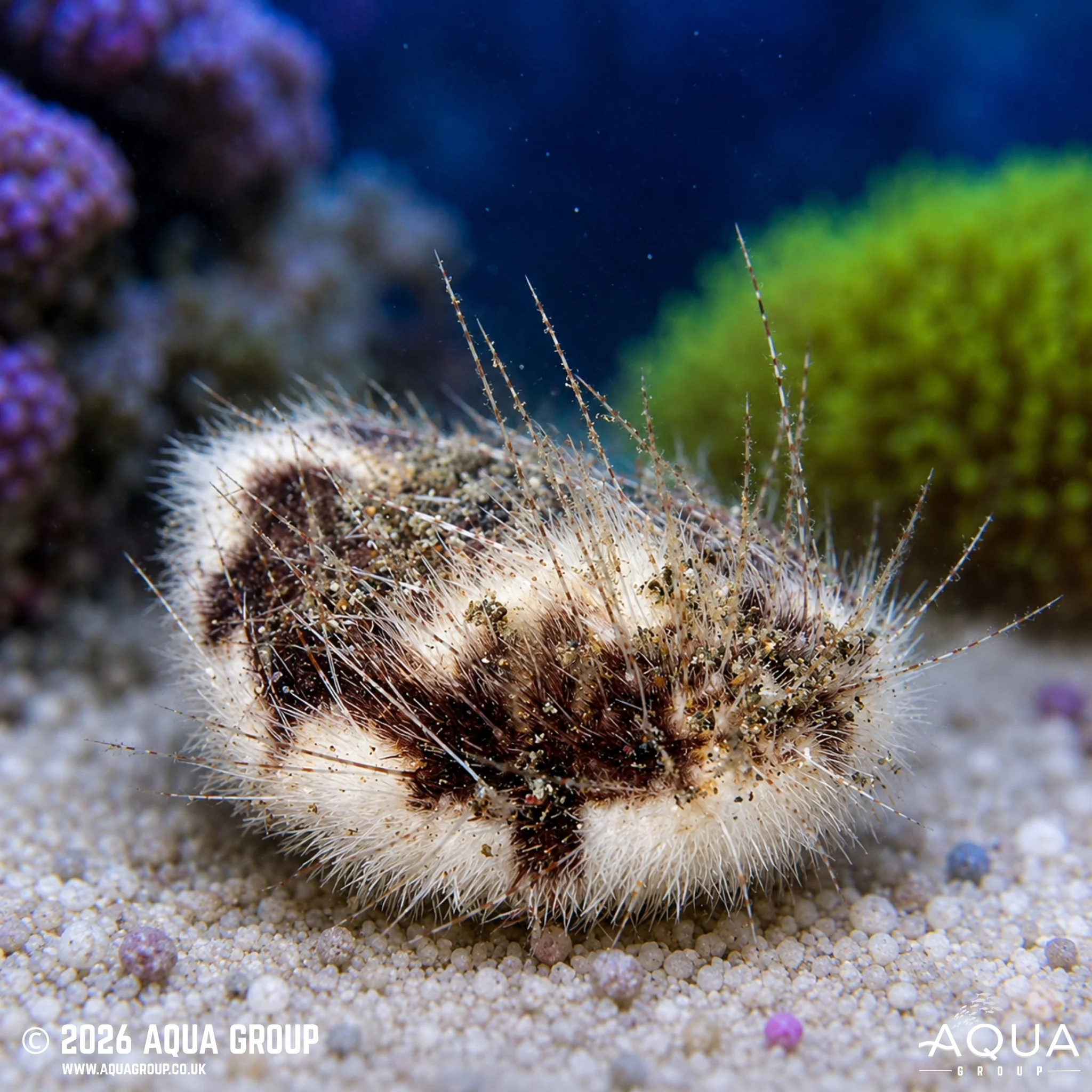 Sea Mouse Urchin - Maretia planulata
