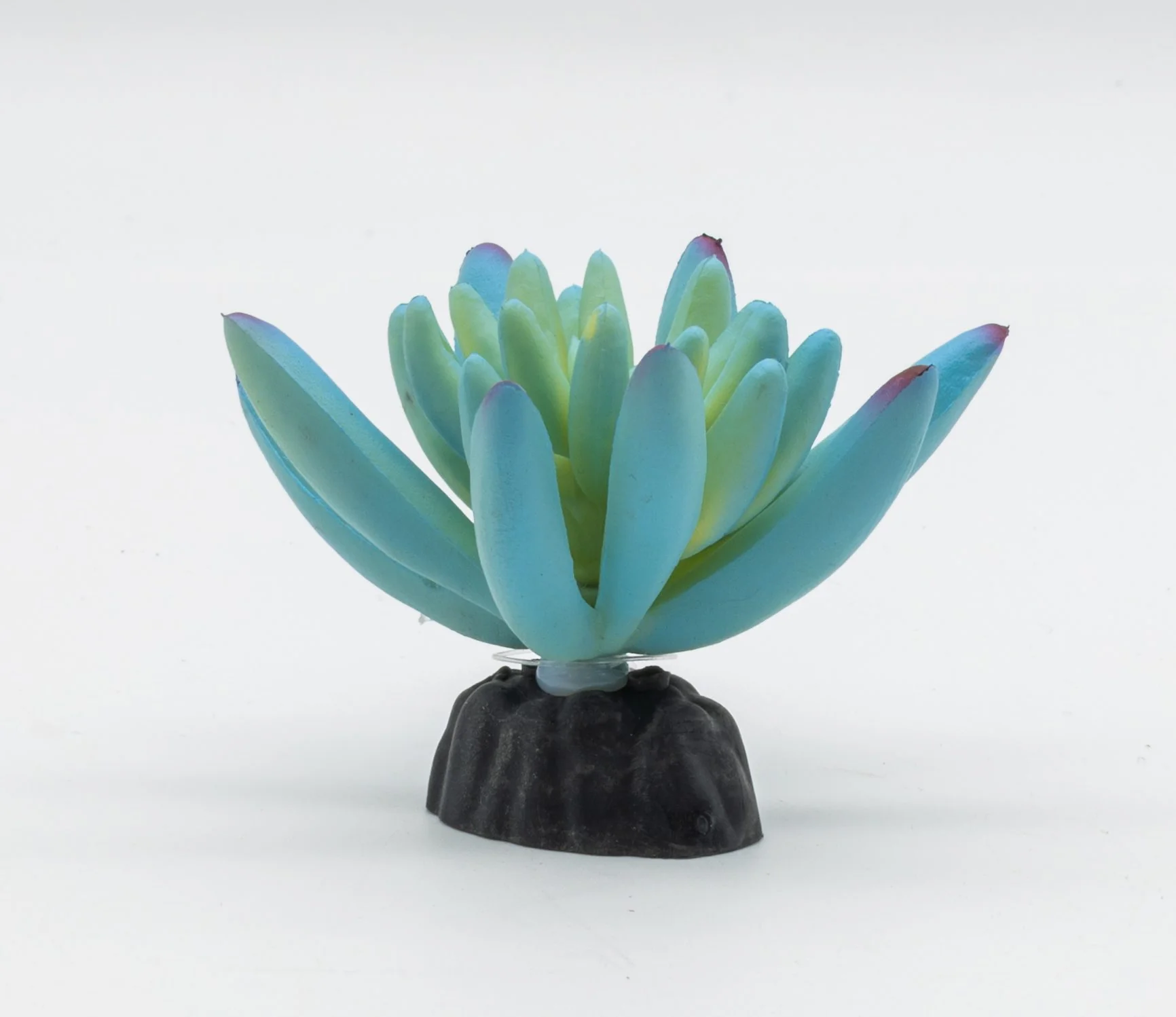 ProRep Sedum Plant Blue 10cm