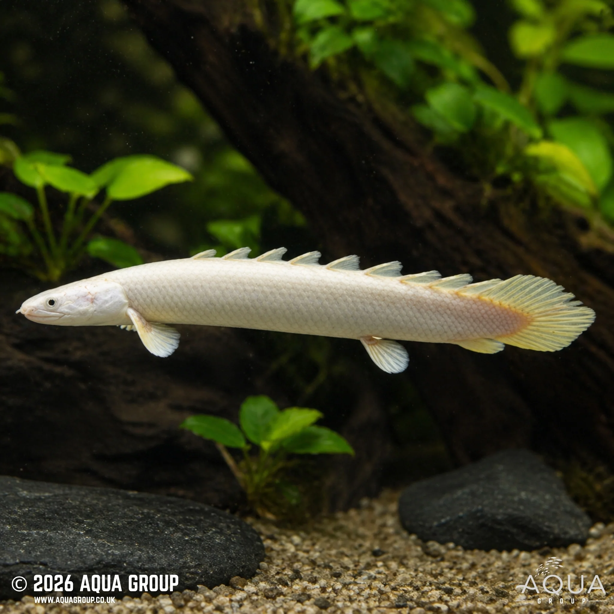 Senegal Bichir Leucistic - Polypterus senegalus