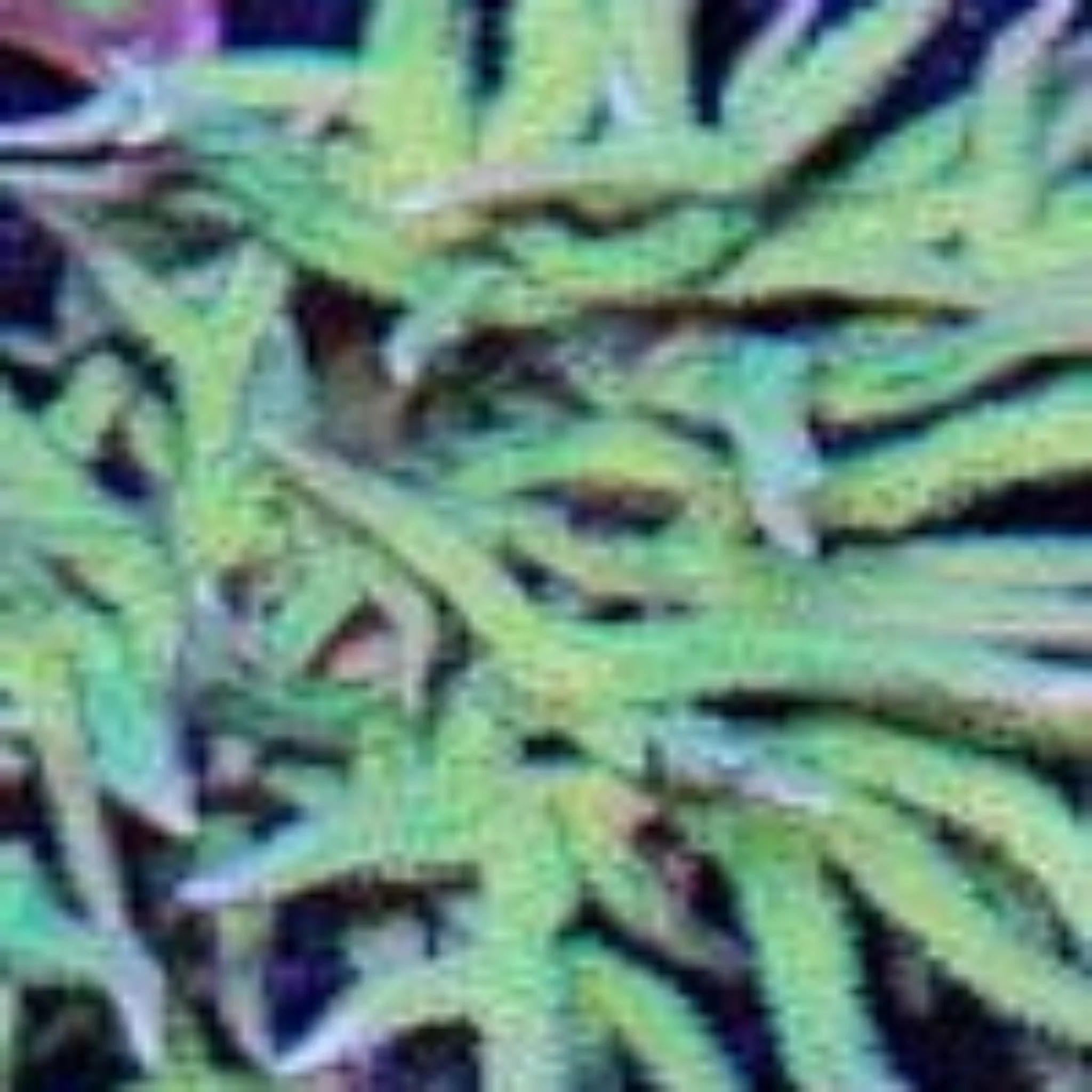 Seriatopora Hystrix Limeberry Frag