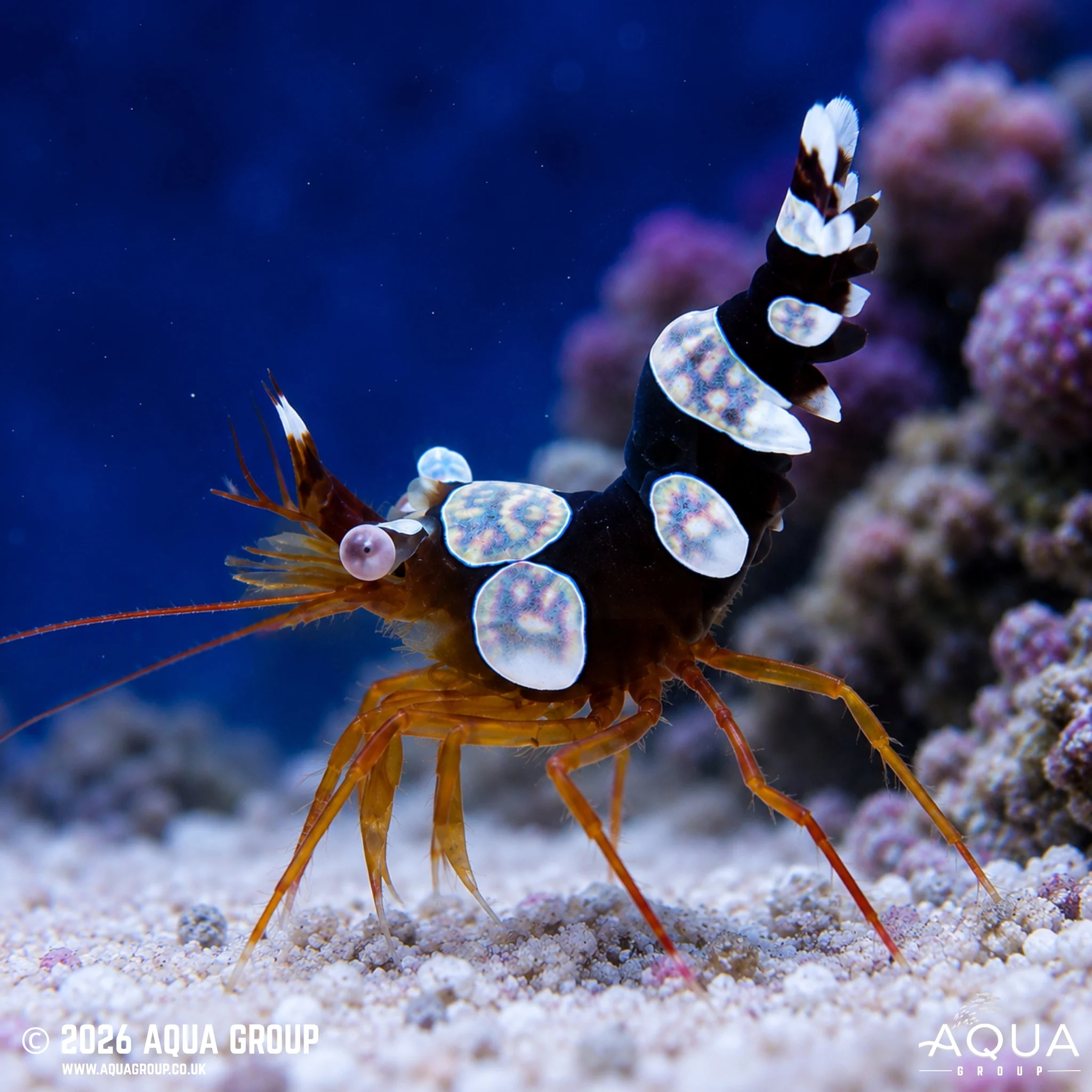 Sexy Shrimp - Thor amboinensis