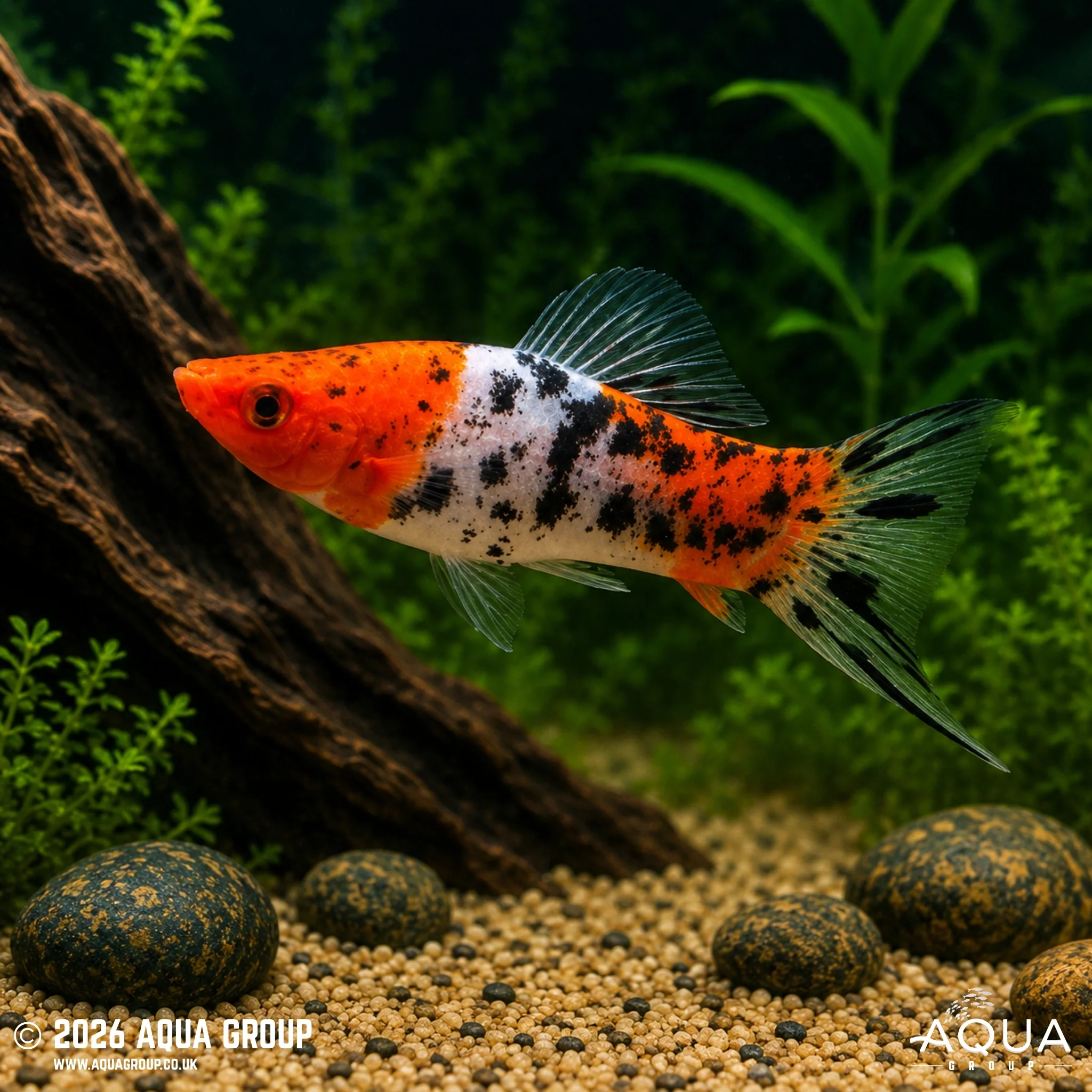 Showa Swordtail - Xiphophorus hellerii