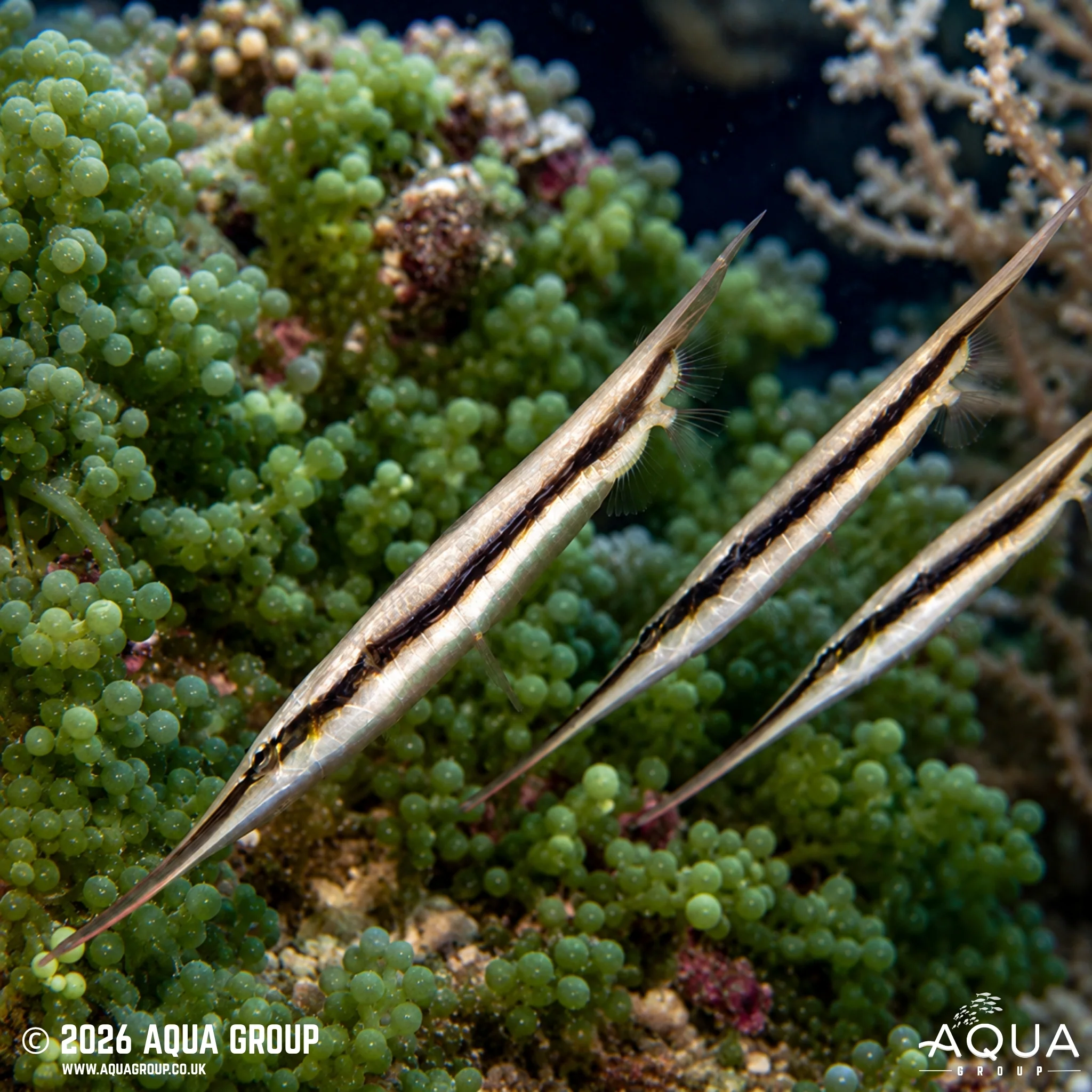 Striped Shrimpfish - Aeoliscus strigatus