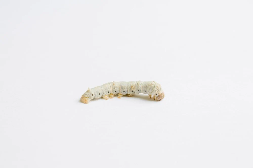 Silkworm