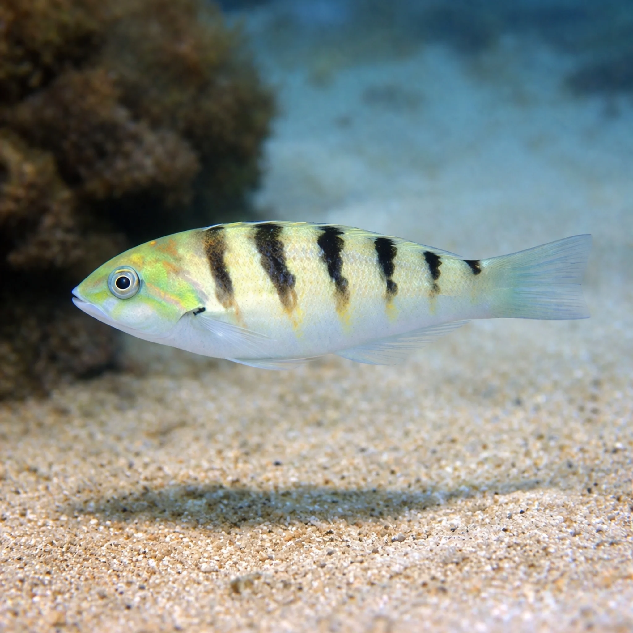 Sixbar Wrasse - Thalassoma hardwicke - Image 2