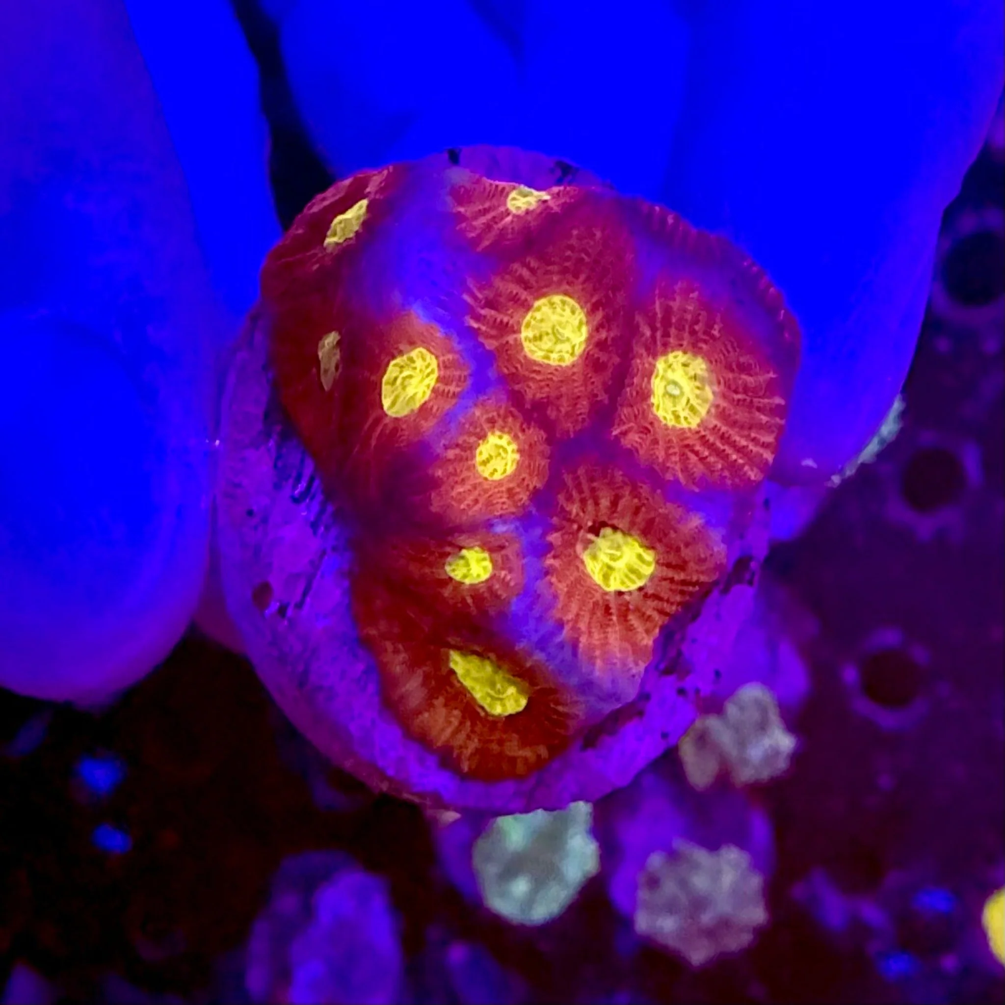 Skittle Favia Frag