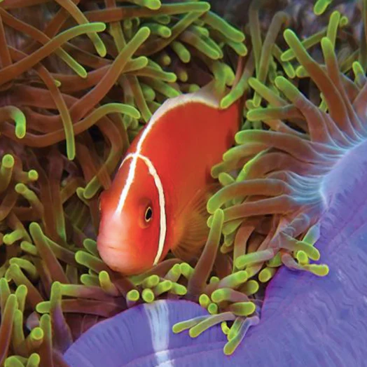 Skunk Clown - Fiji Pair