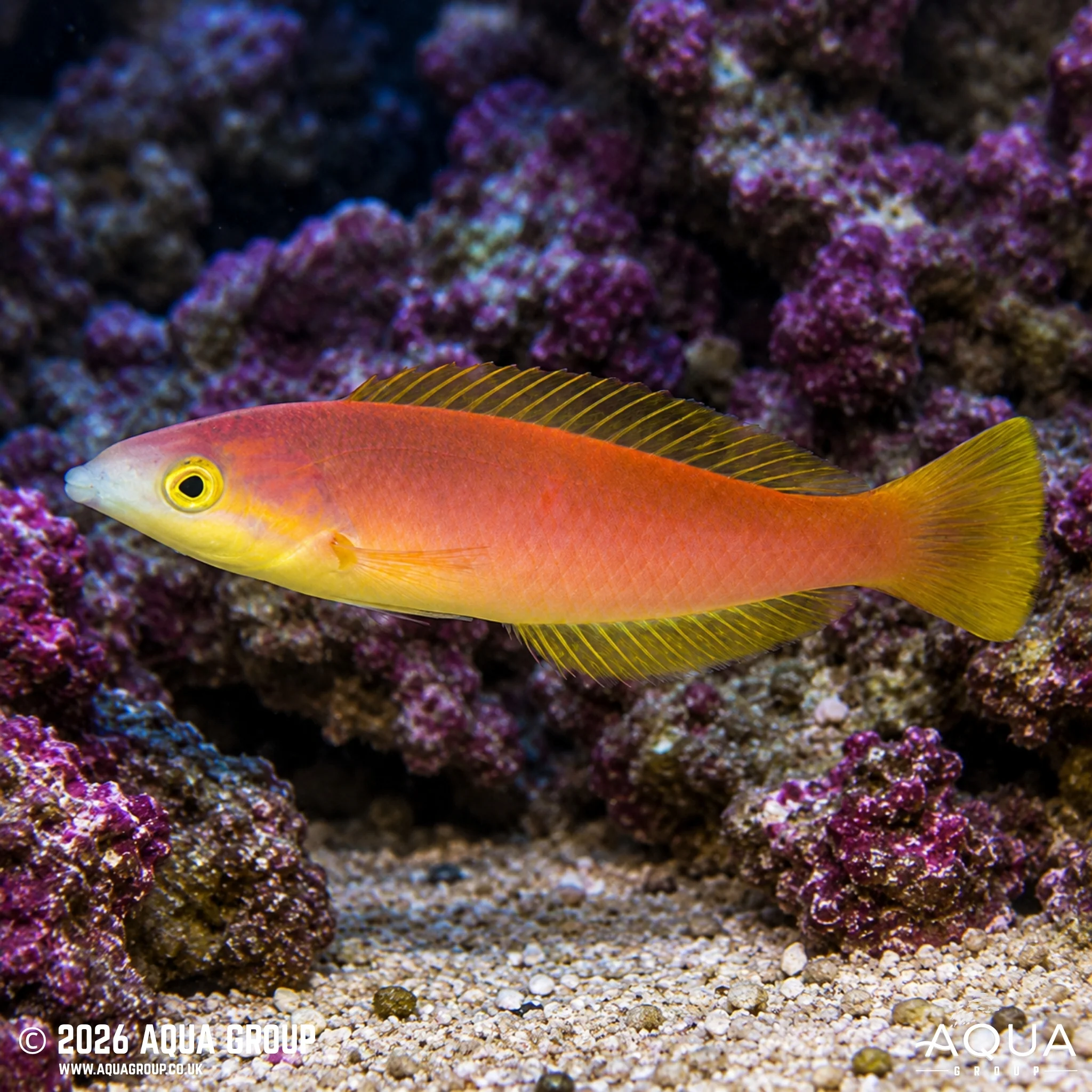 Smalltail Pencil Wrasse - Pseudojuloides cerasinus - Image 2