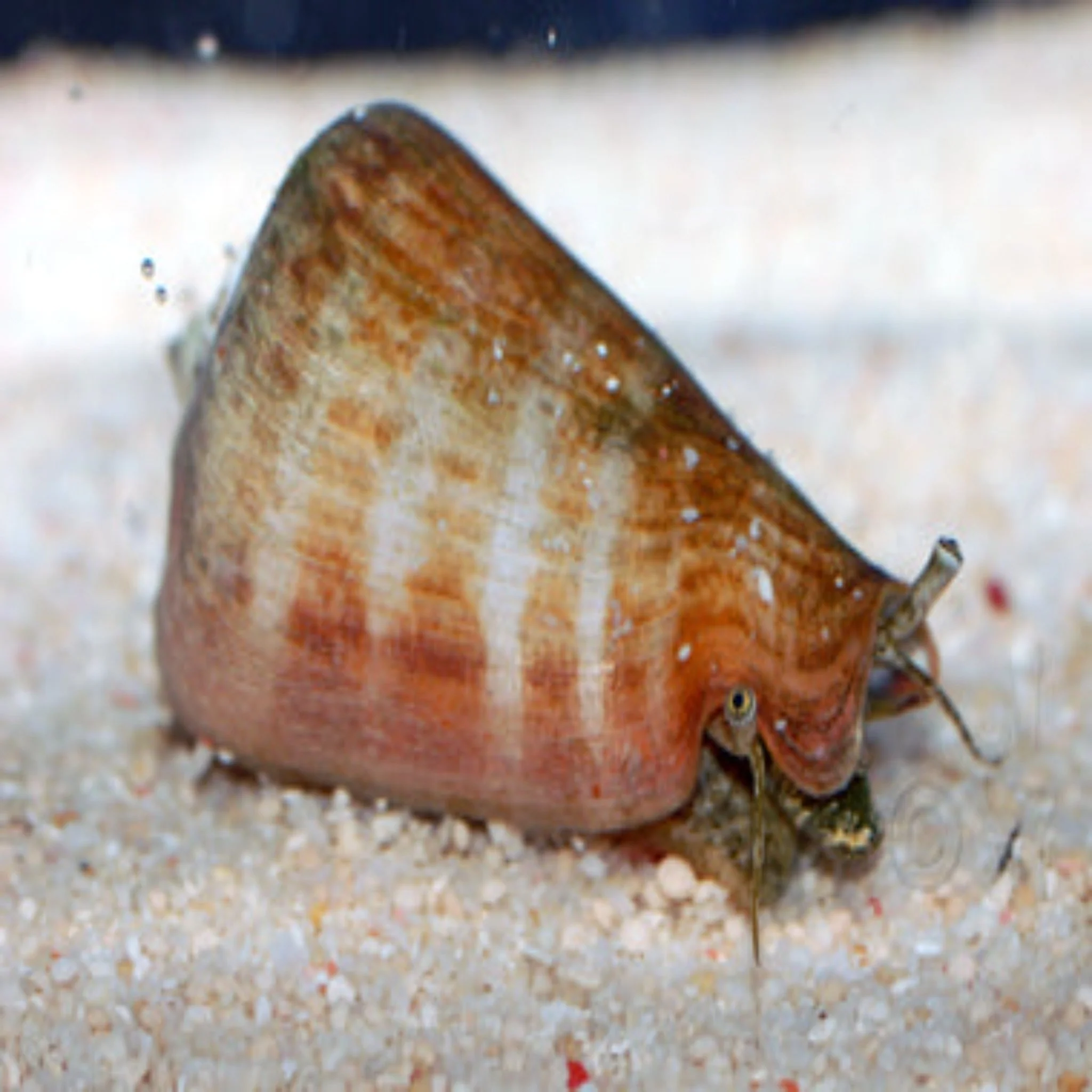 Red foot conch - Strombus luhuanus