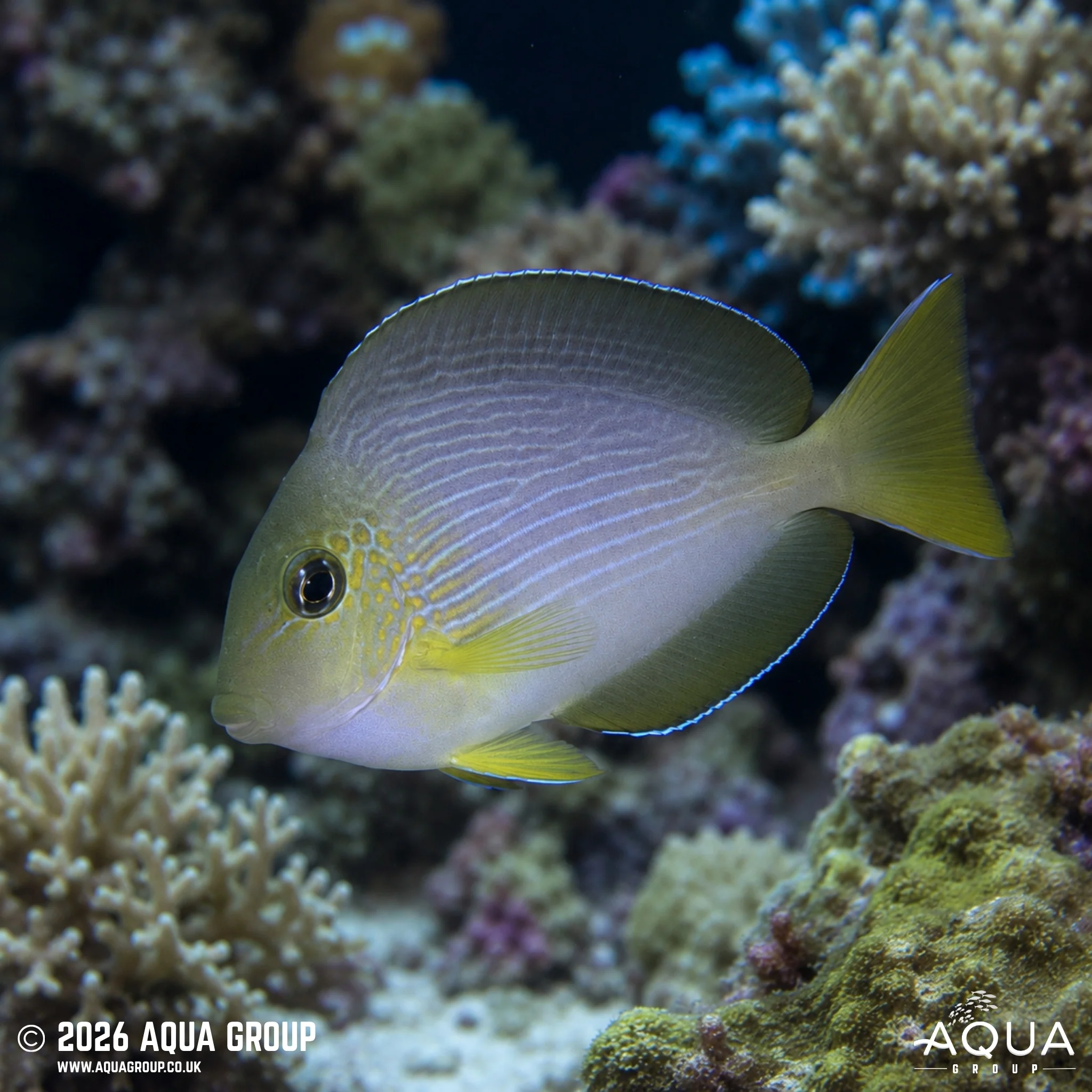 Sohal Tang - Acanthurus sohal - Image 3
